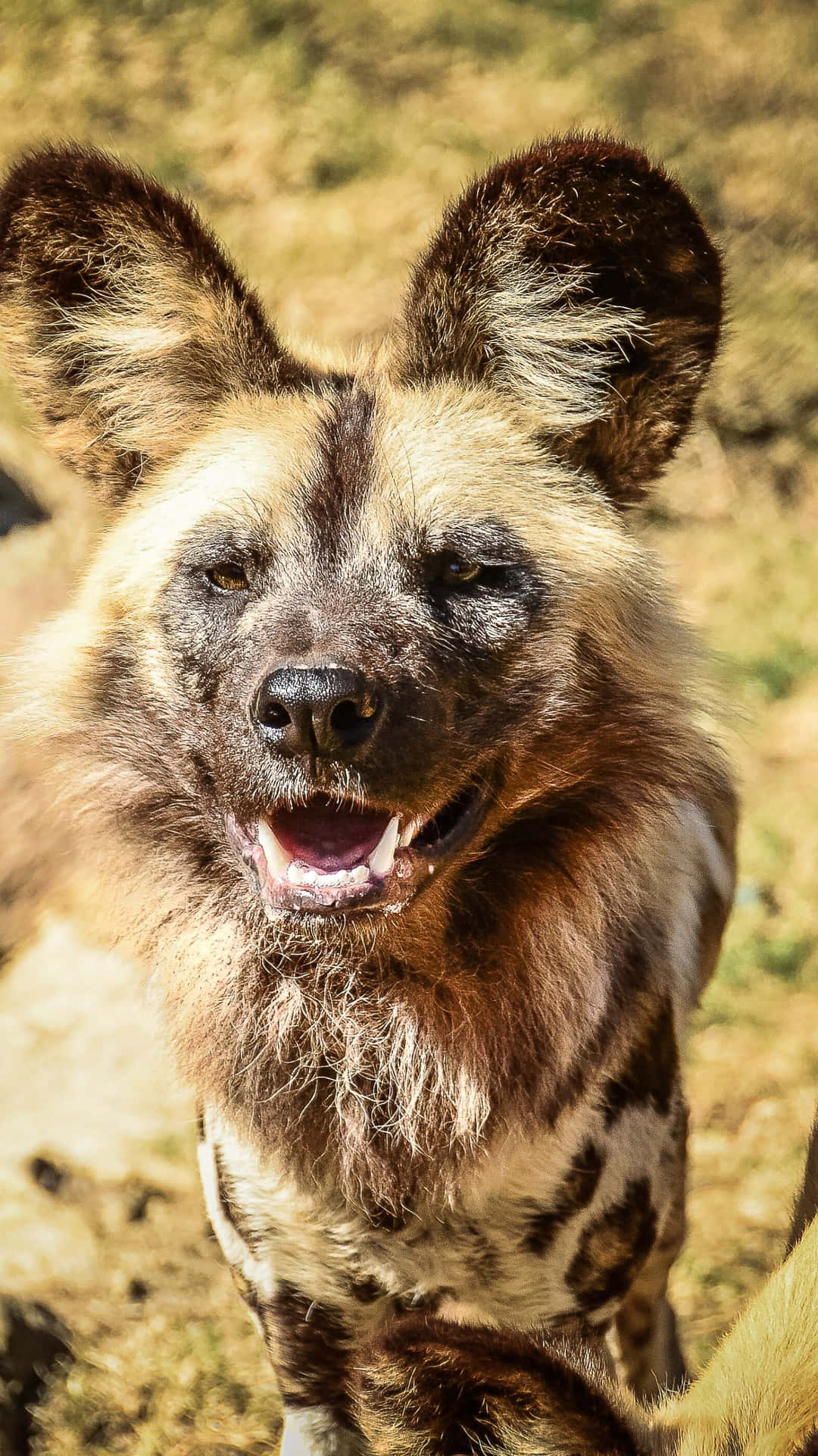 African Wild Dog Portrait Wallpaper