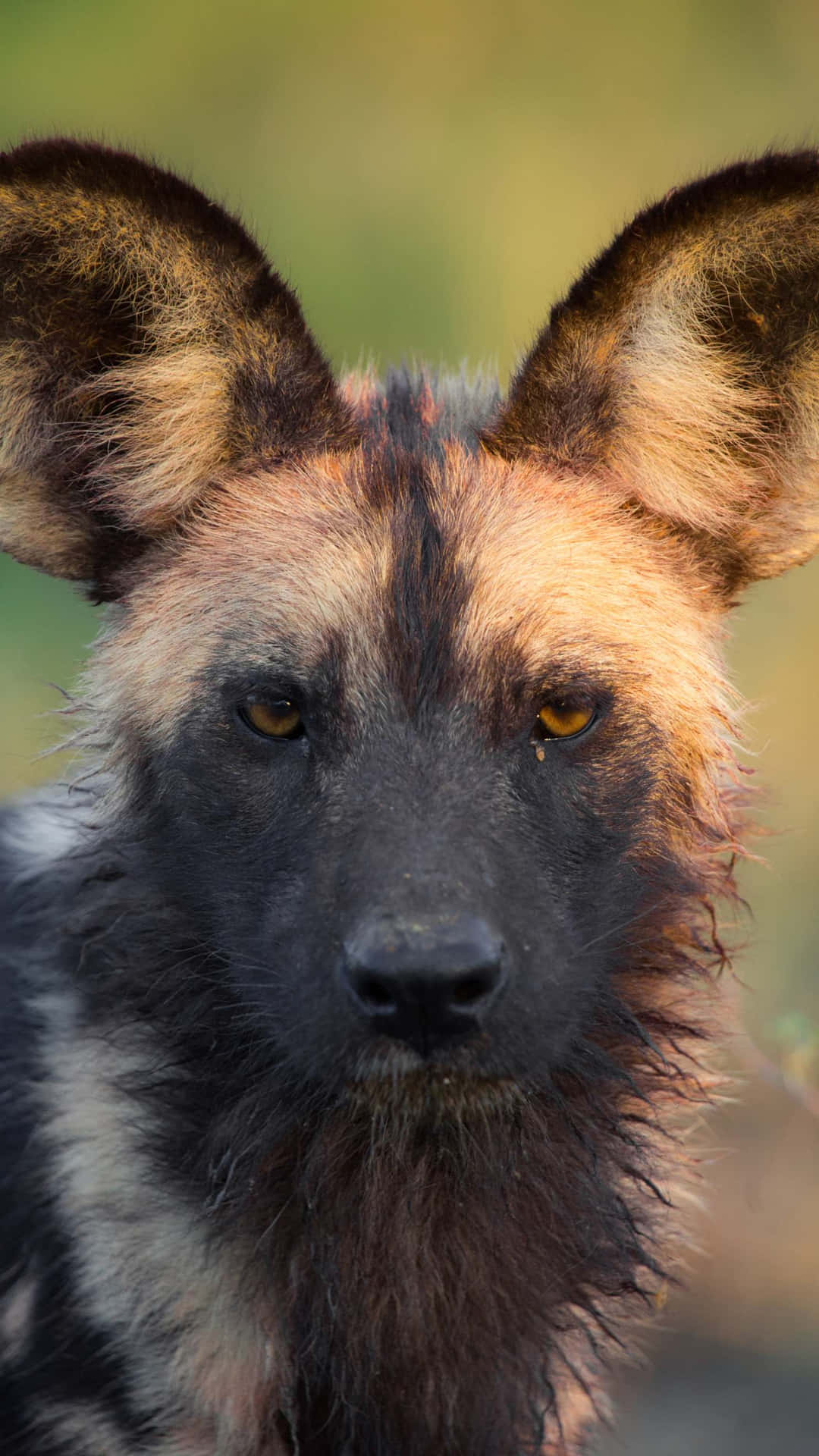 African Wild Dog Portrait Wallpaper