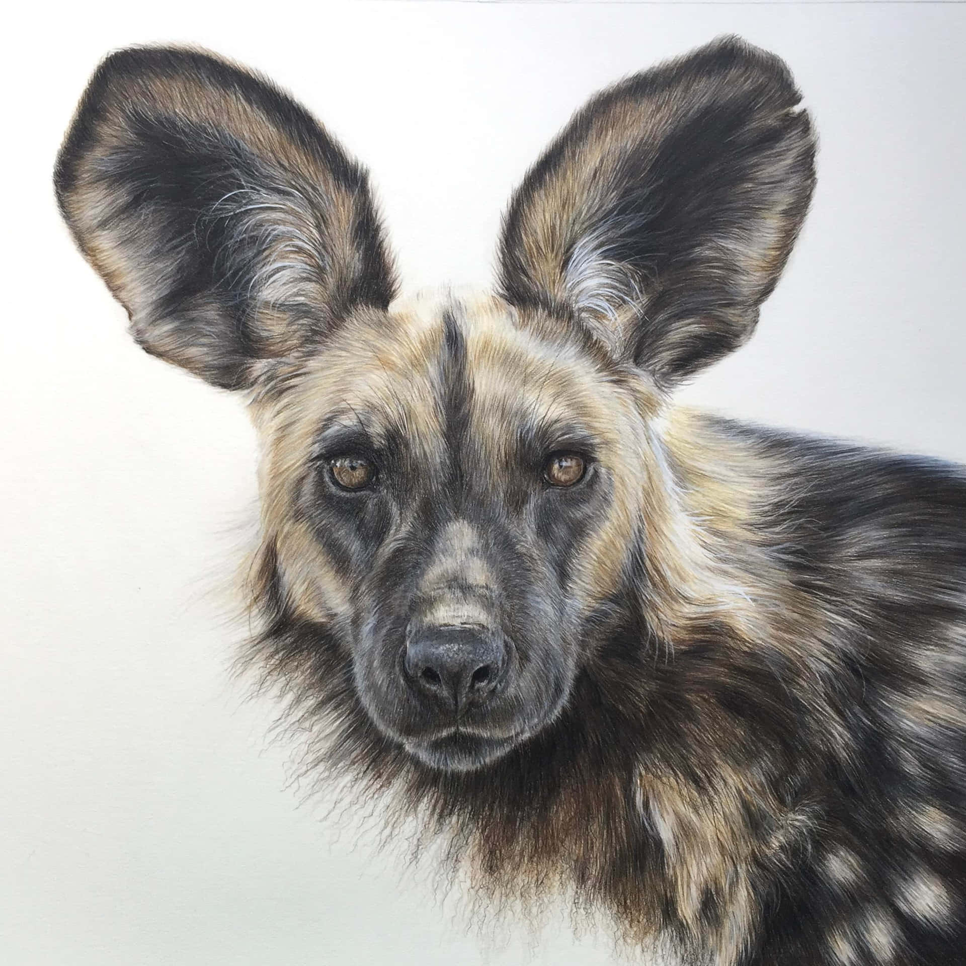 African Wild Dog Portrait Wallpaper