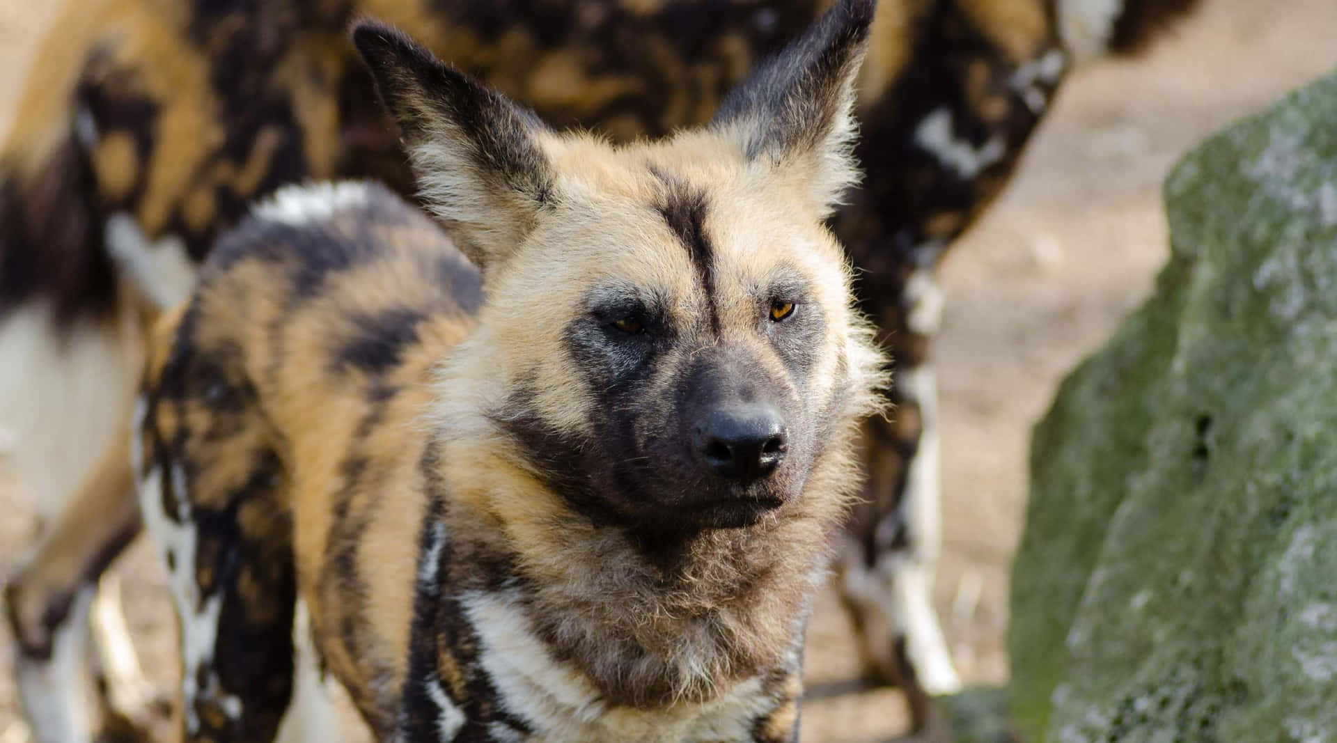 African Wild Dog Portrait Wallpaper