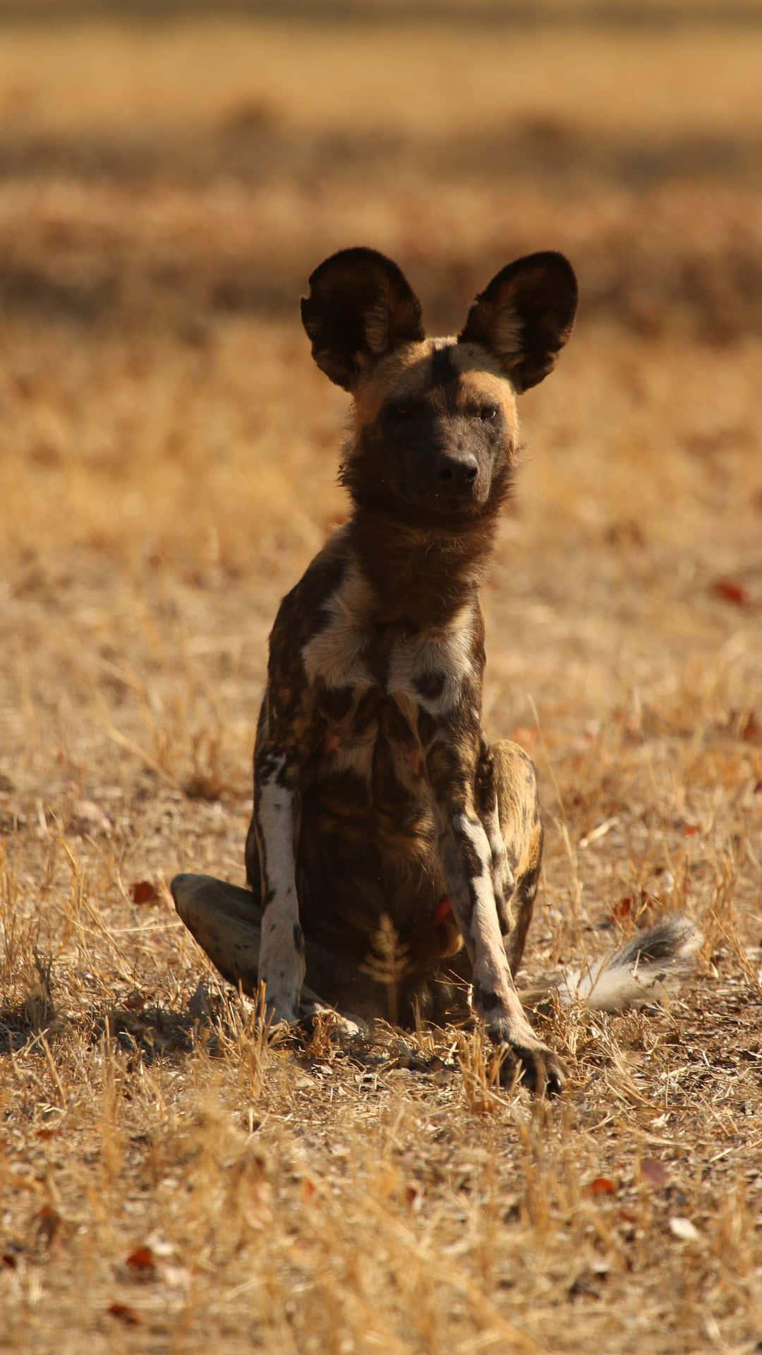 African Wild Dog Sittingin Grassland Wallpaper