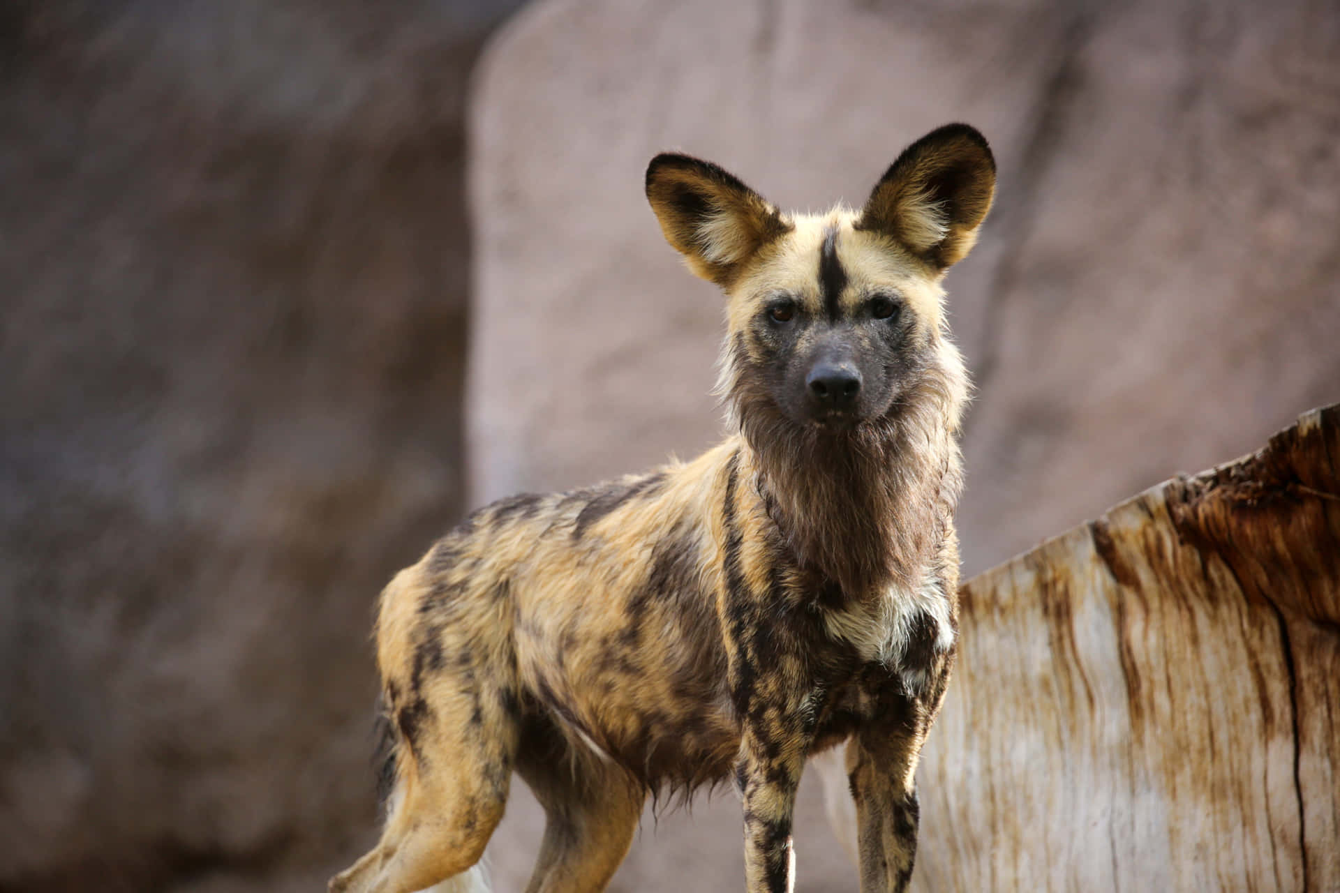 African Wild Dog Standing Guard Wallpaper