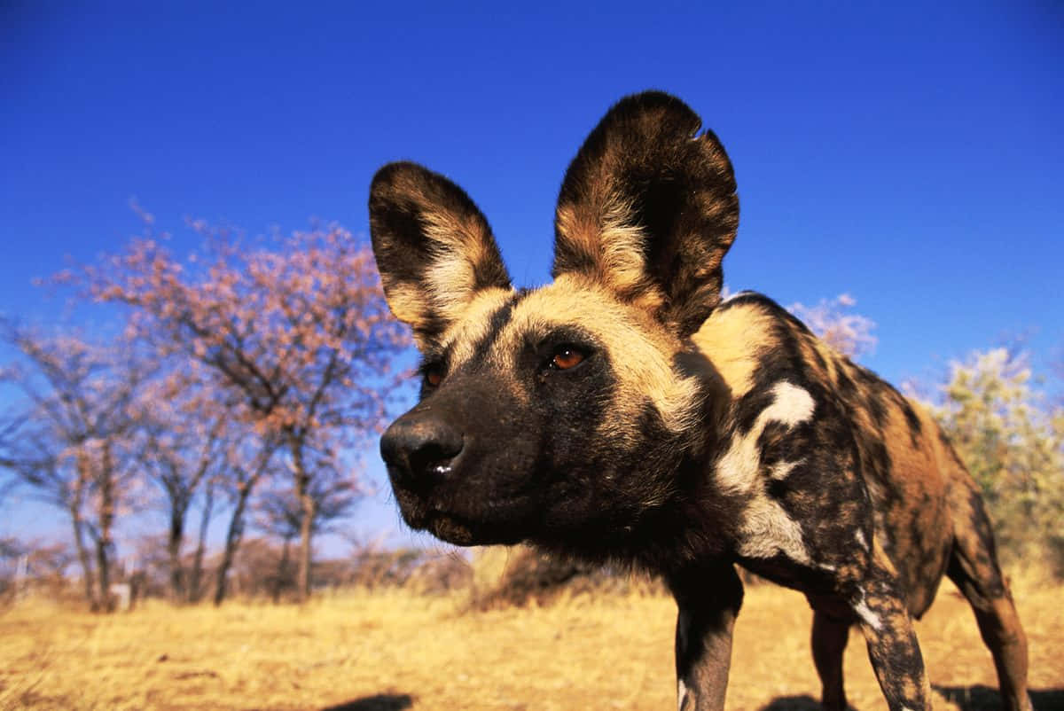 African Wild Dog Up Close Wallpaper