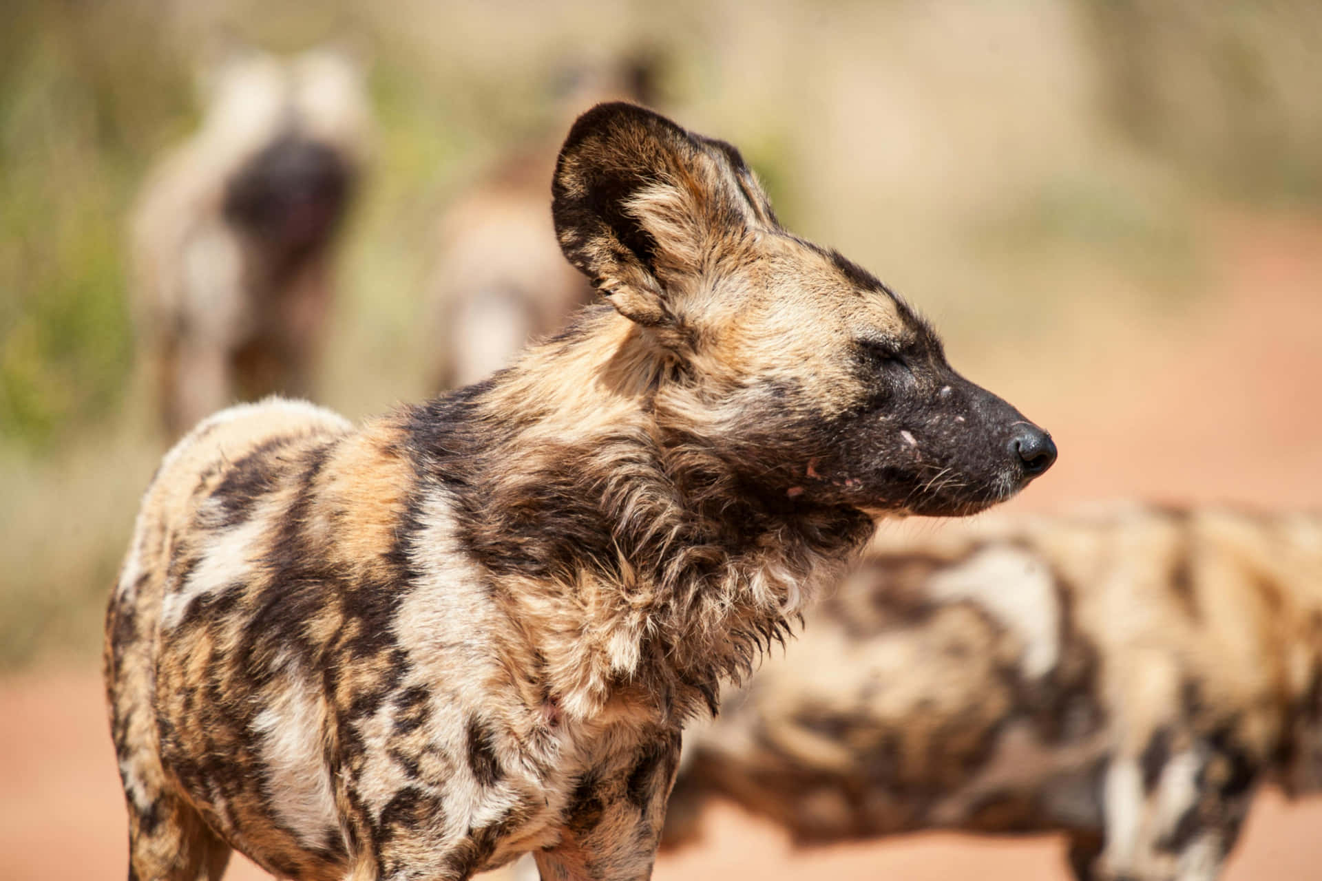 African Wild Dog Watchful Eyes Wallpaper