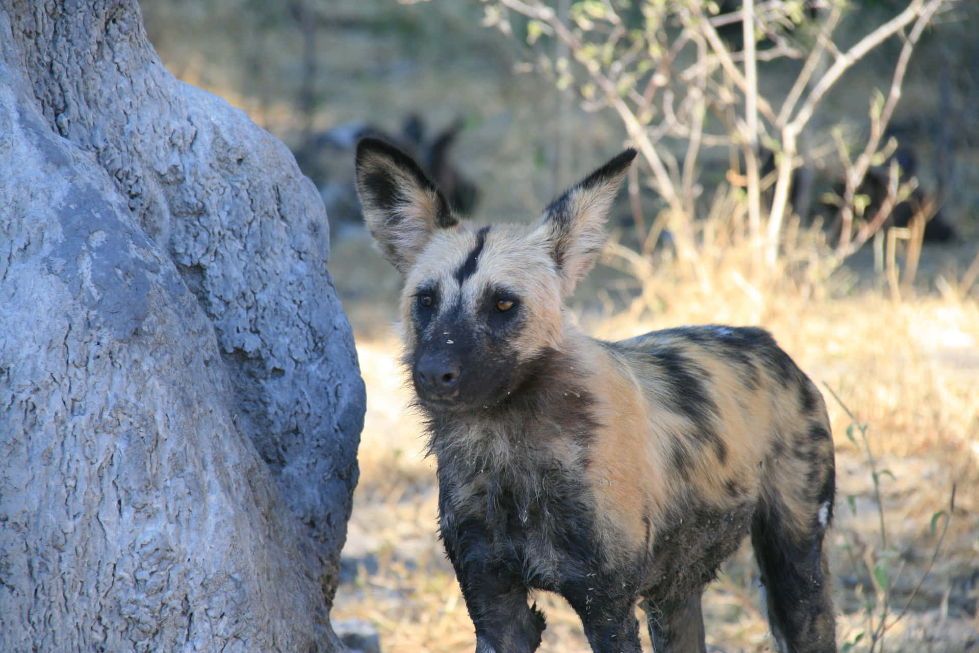 African Wild Dog Watchful Gaze Wallpaper