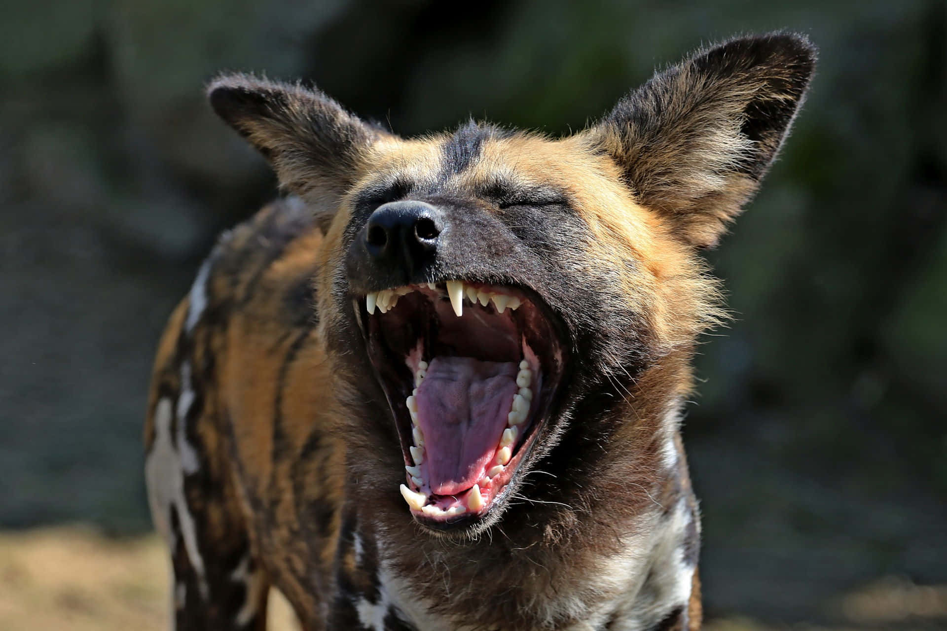 African Wild Dog Yawning Wallpaper
