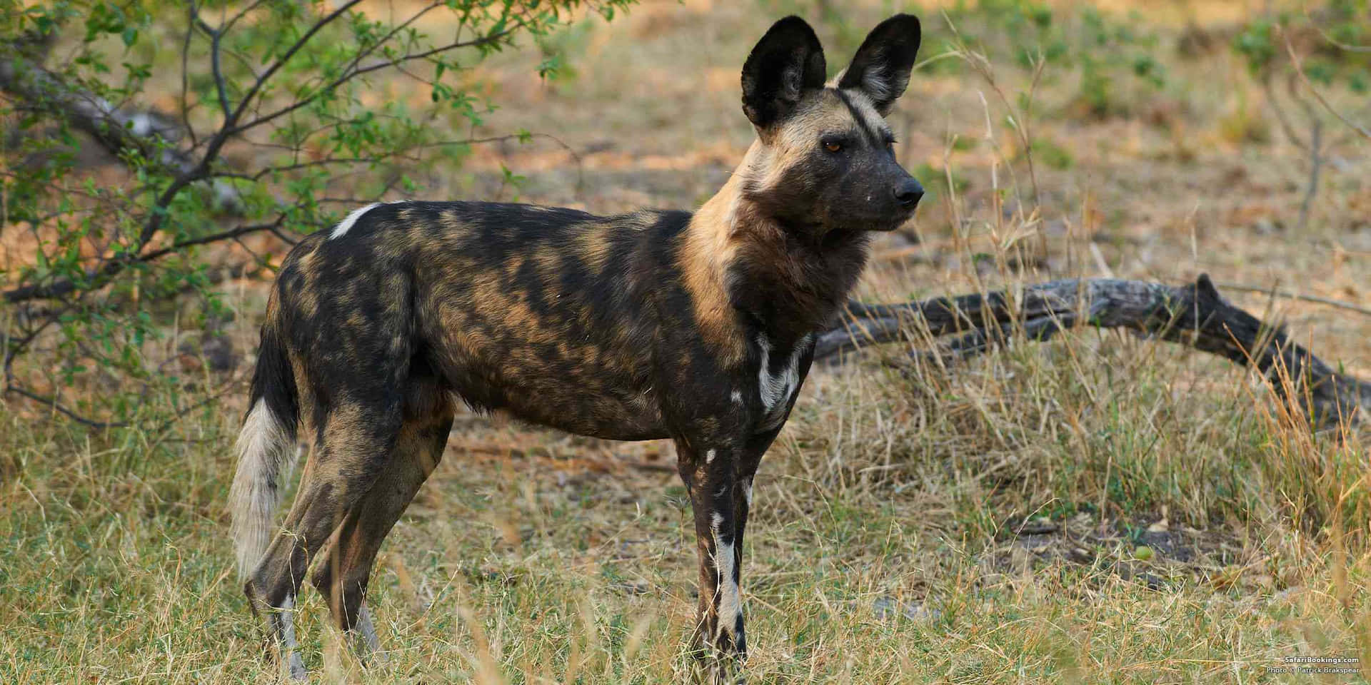 African Wild Dogin Grassland Wallpaper