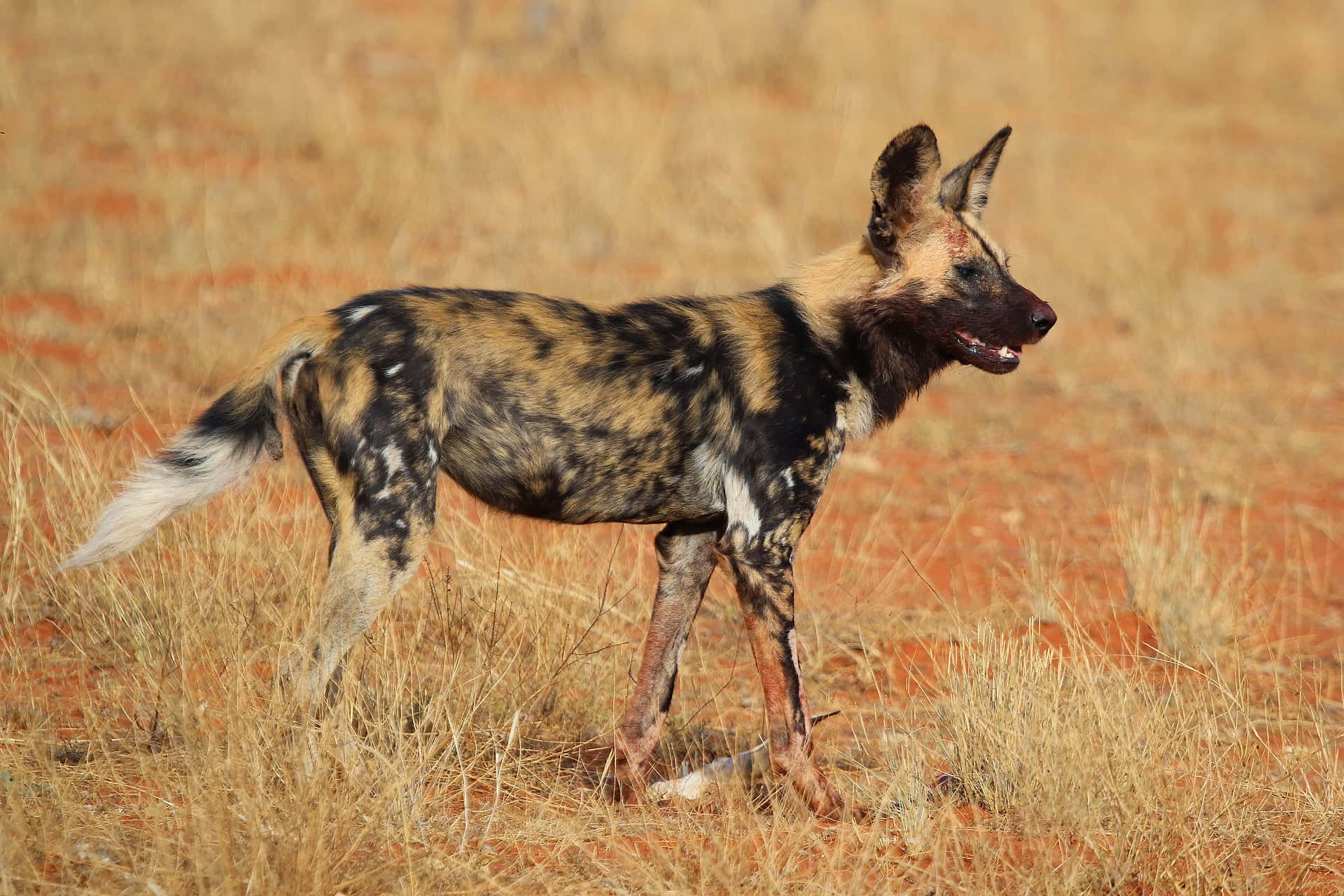 African Wild Dogin Grassland Wallpaper