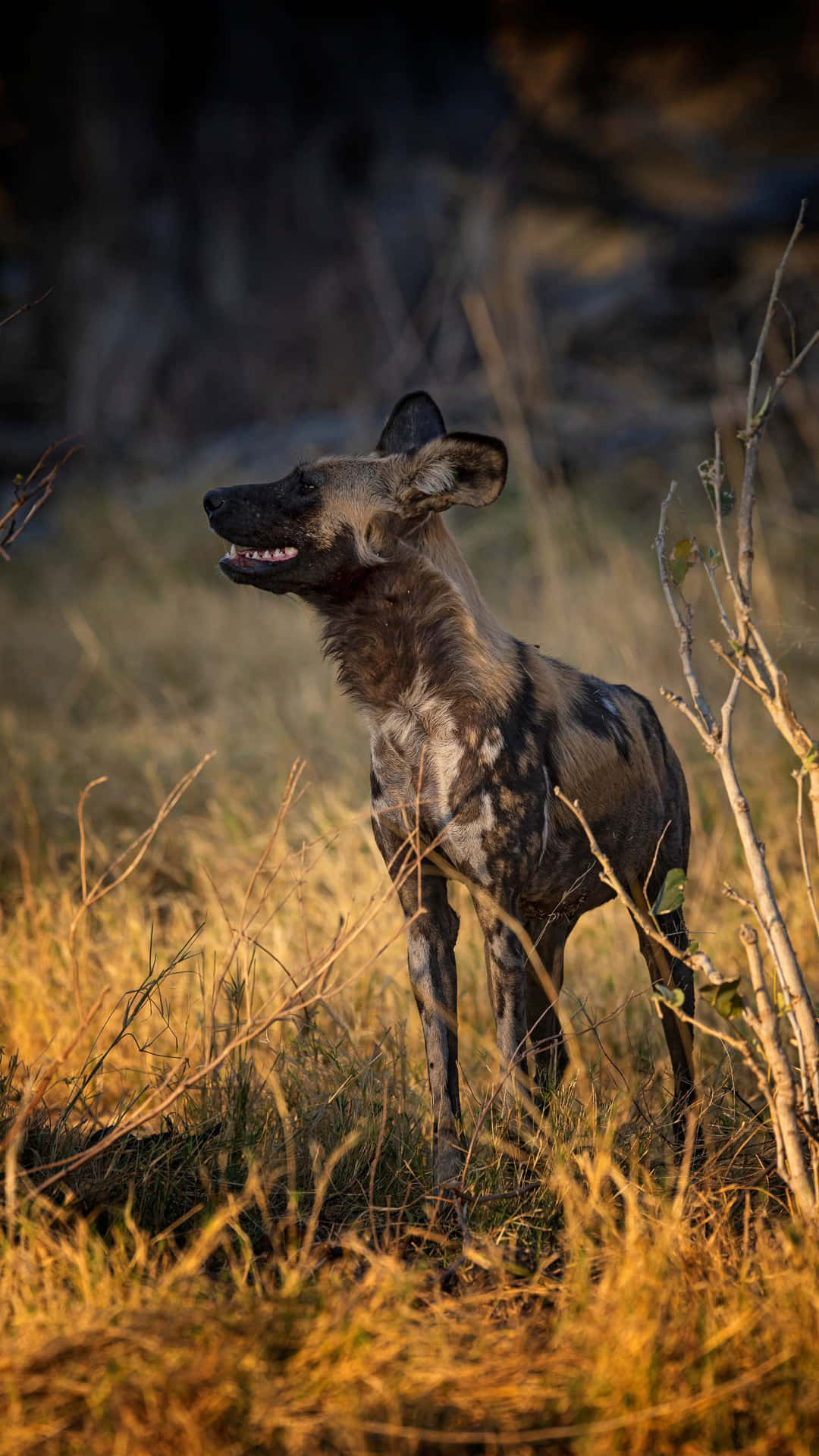 African Wild Dogin Savanna Sunset Wallpaper