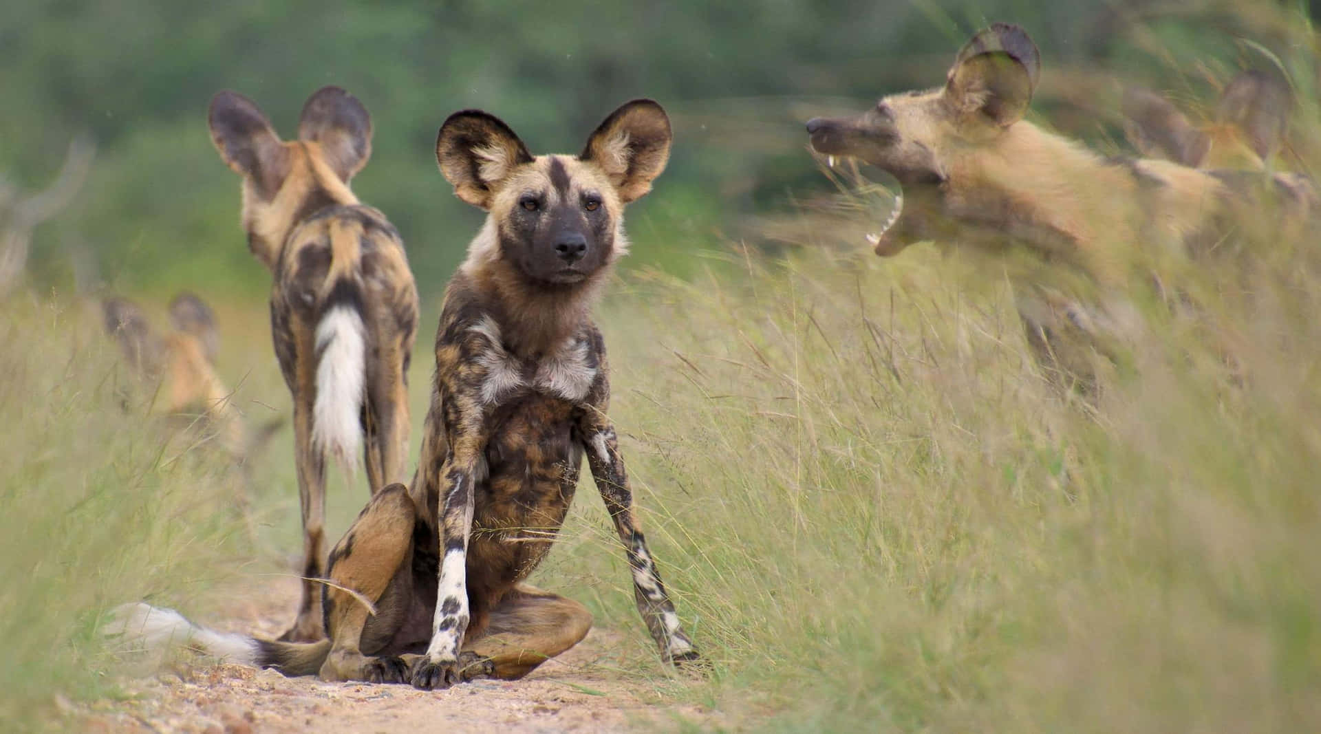 African Wild Dogs Gathering Wallpaper