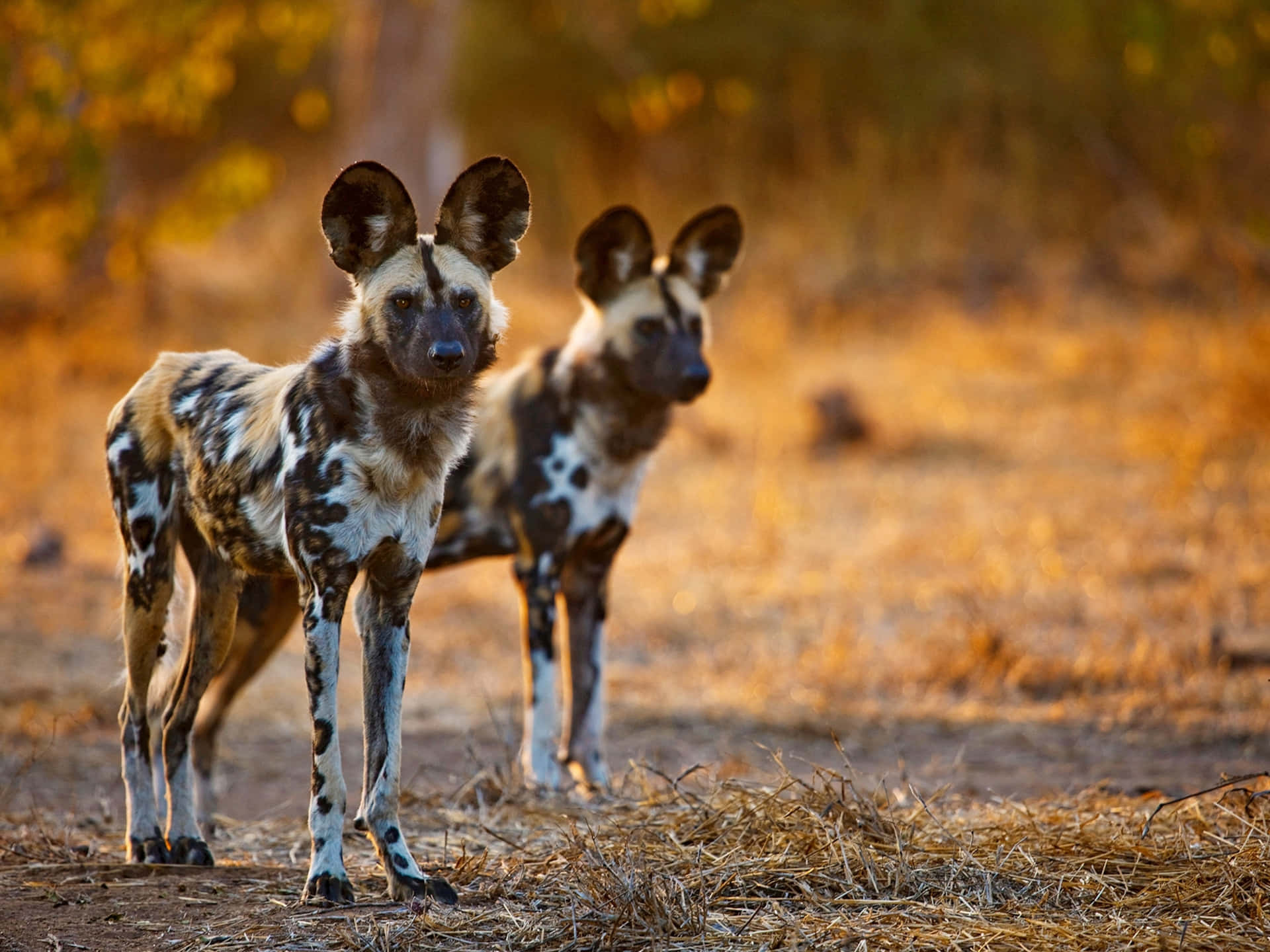 African_ Wild_ Dogs_in_ Golden_ Light Wallpaper