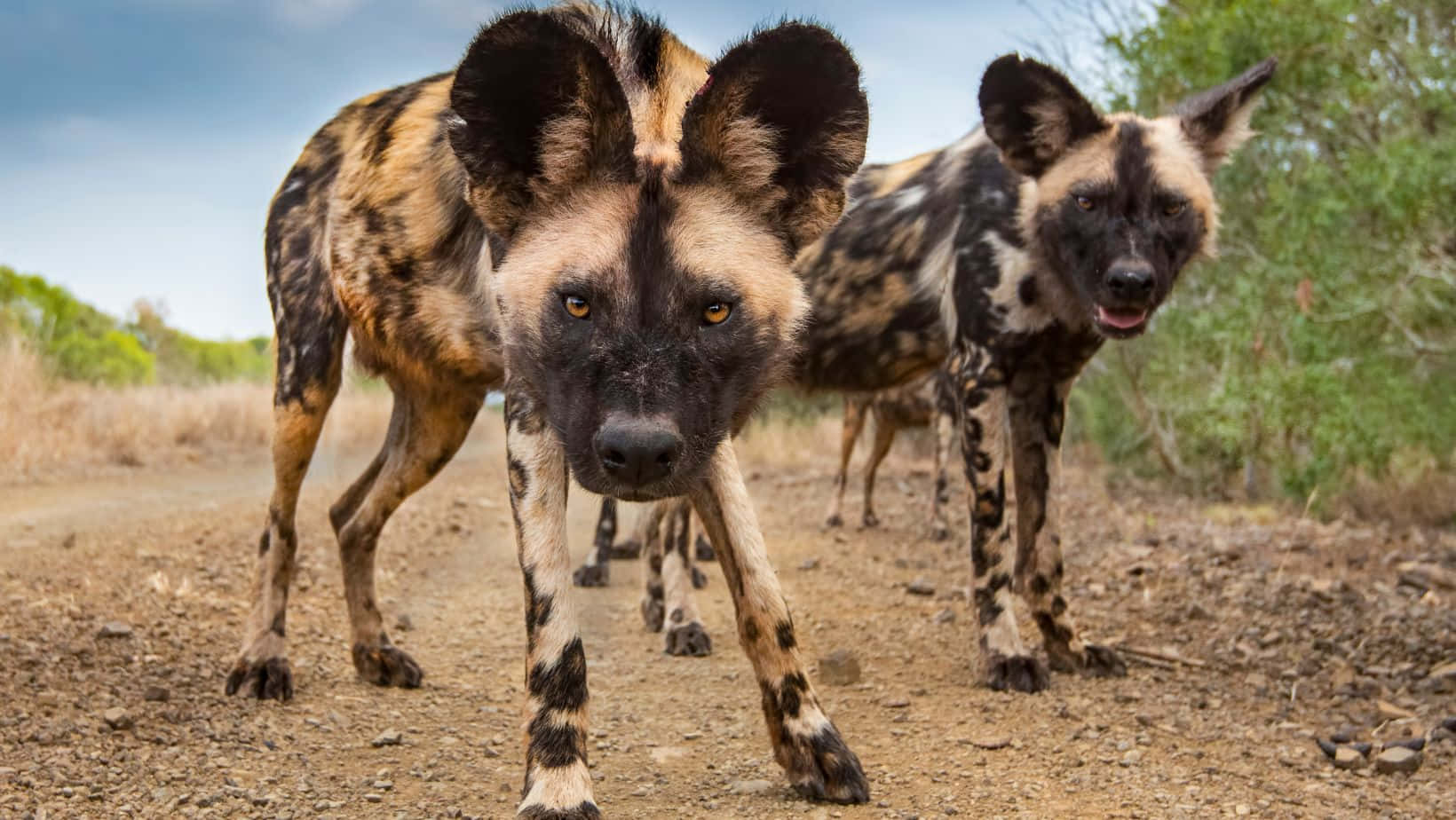 African Wild Dogs On The Move Wallpaper