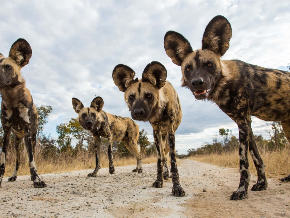 African Wild Dogs On The Move Wallpaper