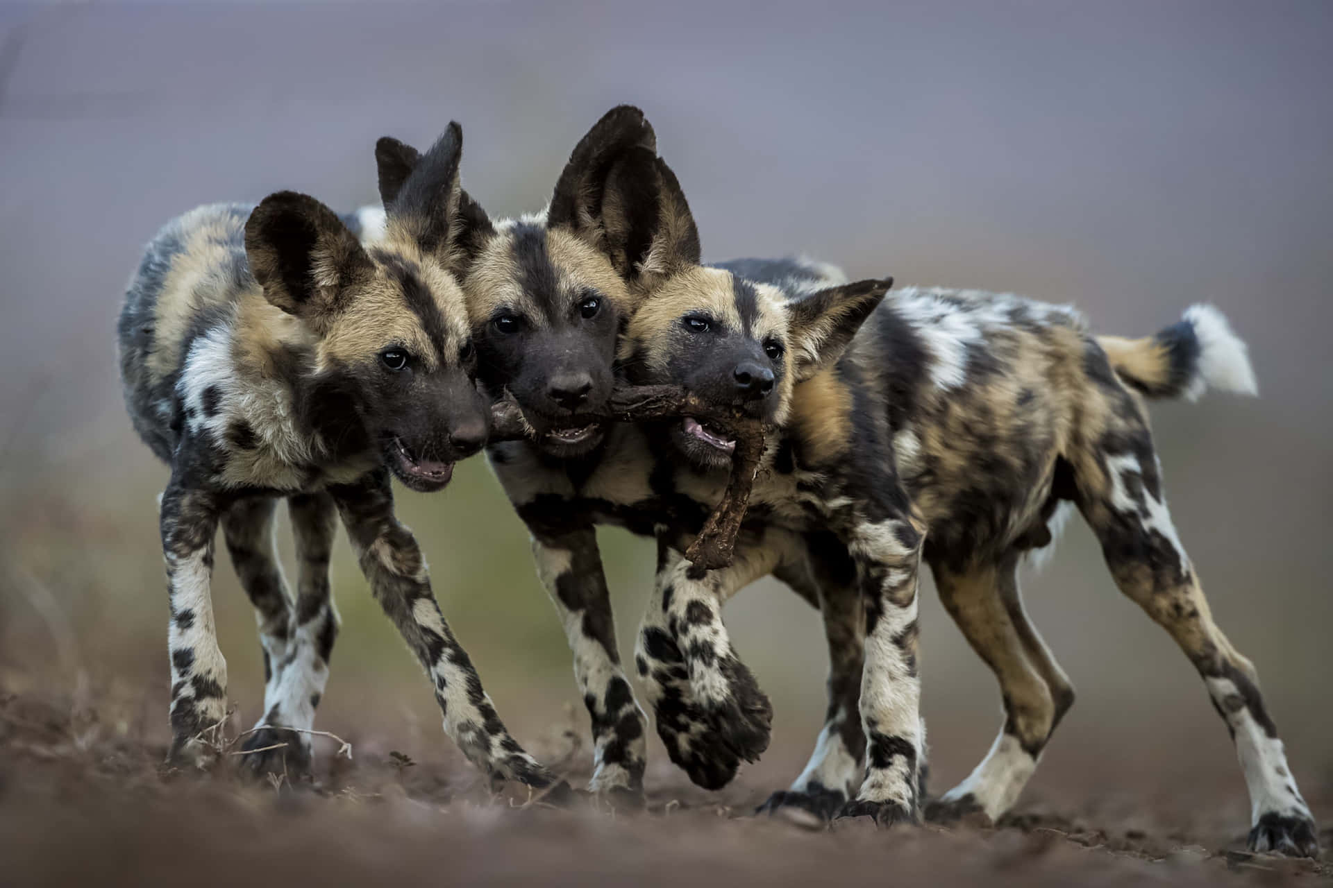 African Wild Dogs Playing Together.jpg Wallpaper