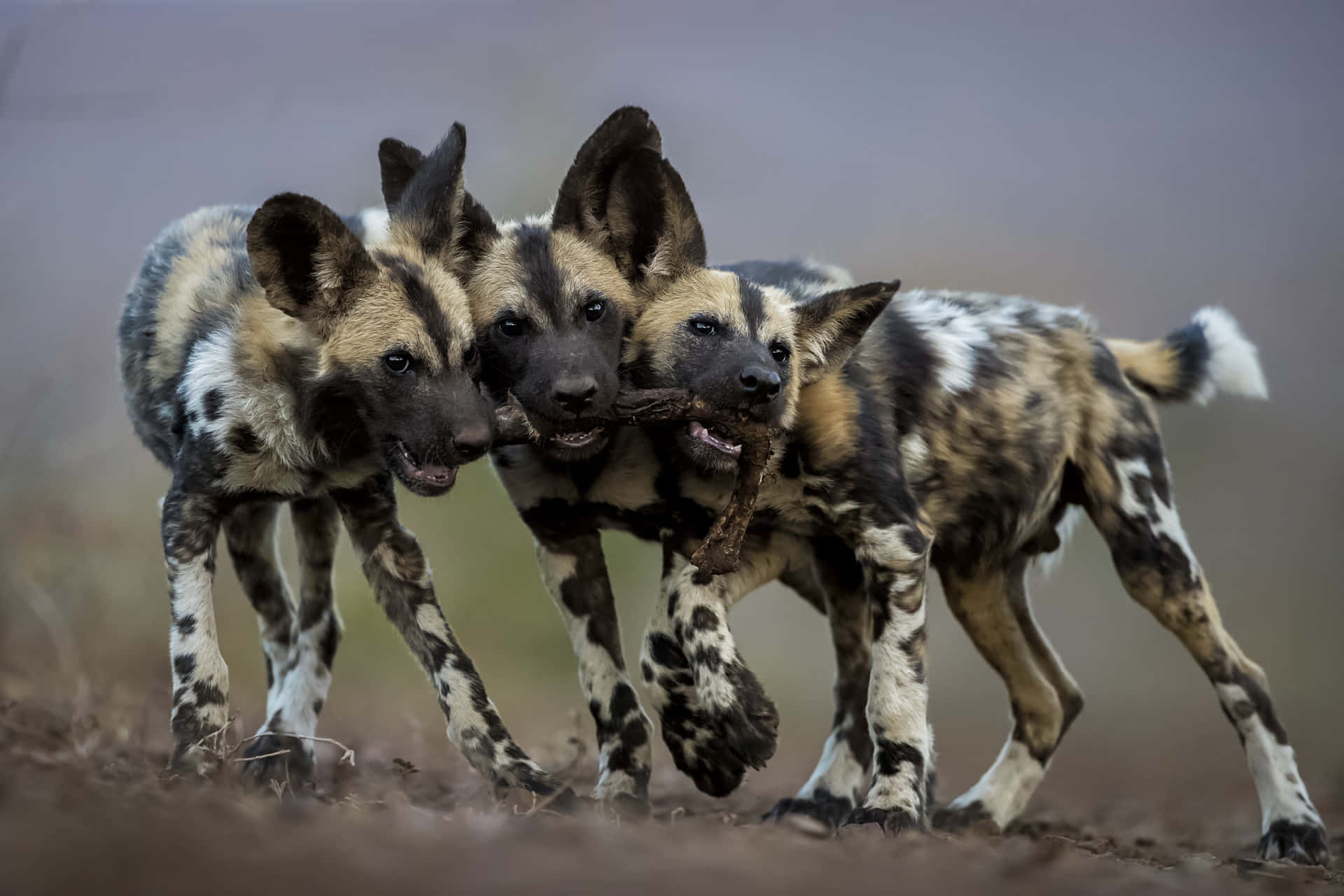 Afrikaanse Wilde Honden Spelen Samen Achtergrond