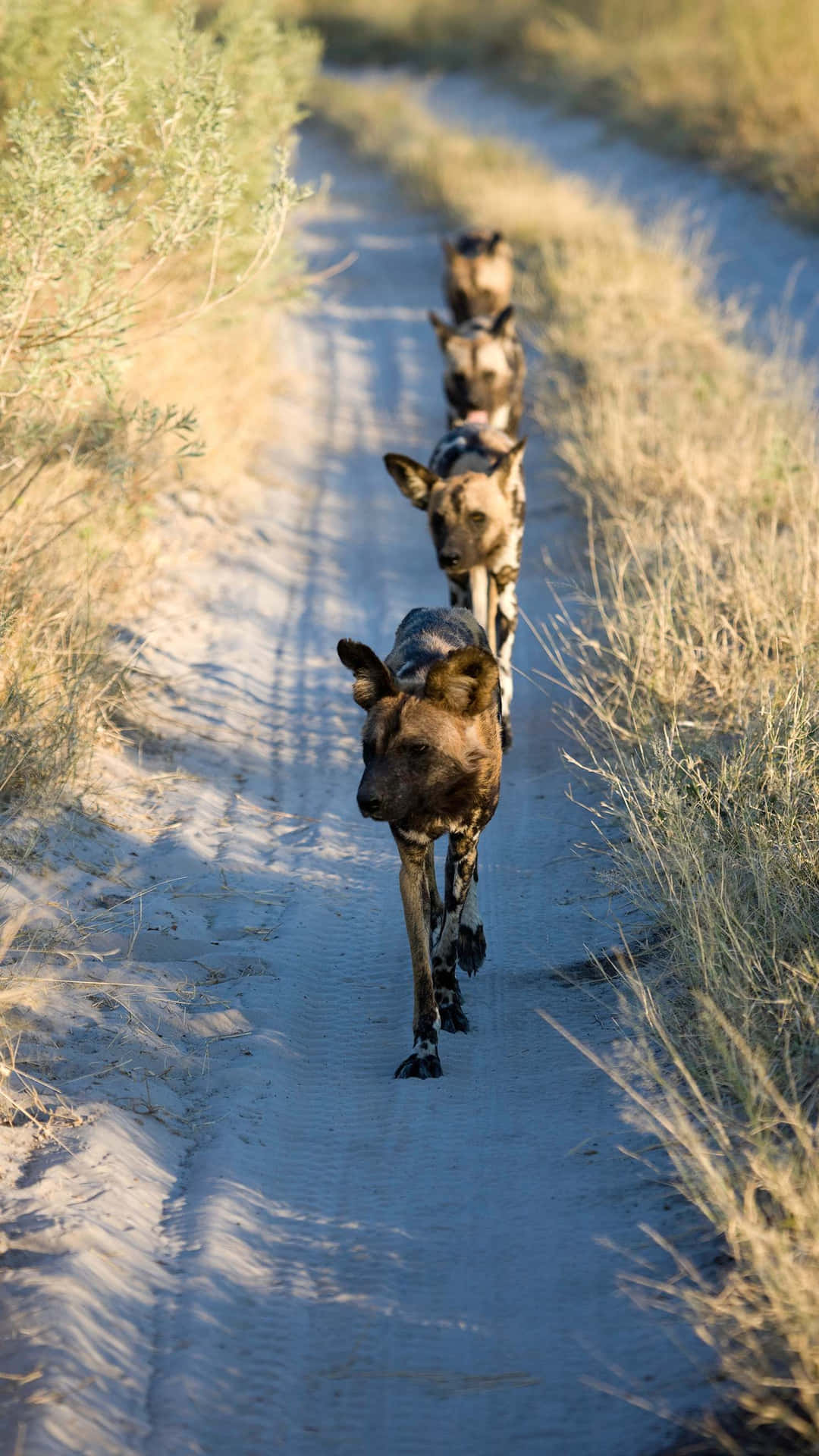 African Wild Dogs Queuein Savannah Wallpaper