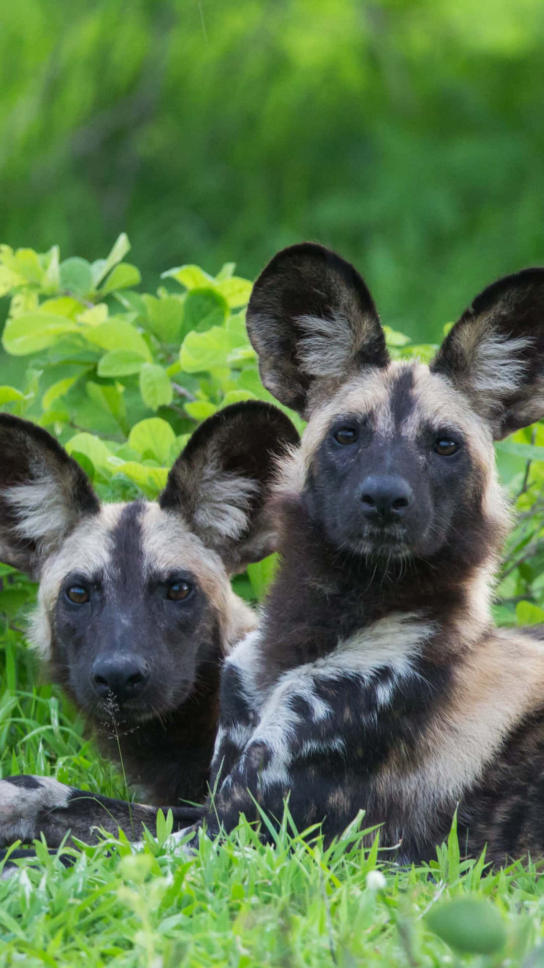 African Wild Dogs Restingin Greenery Wallpaper