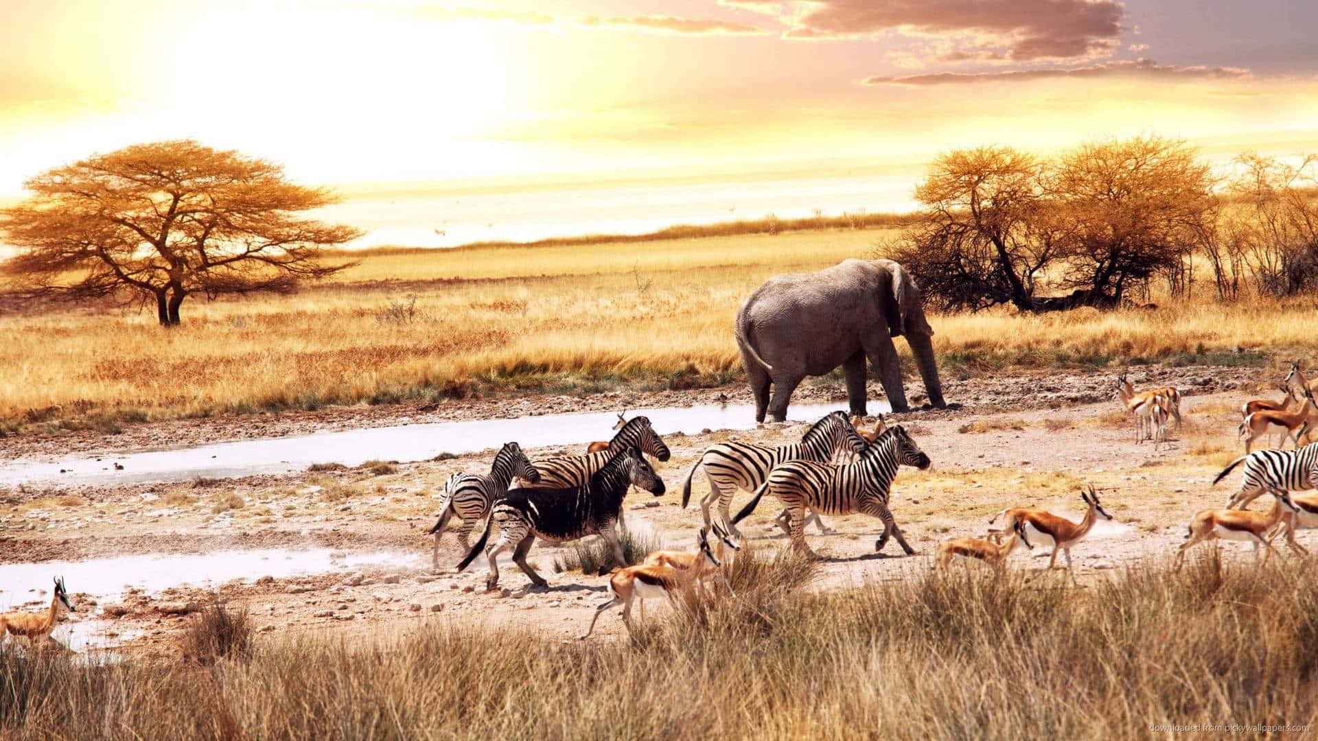 A herd of elephants in the Serengeti Wallpaper