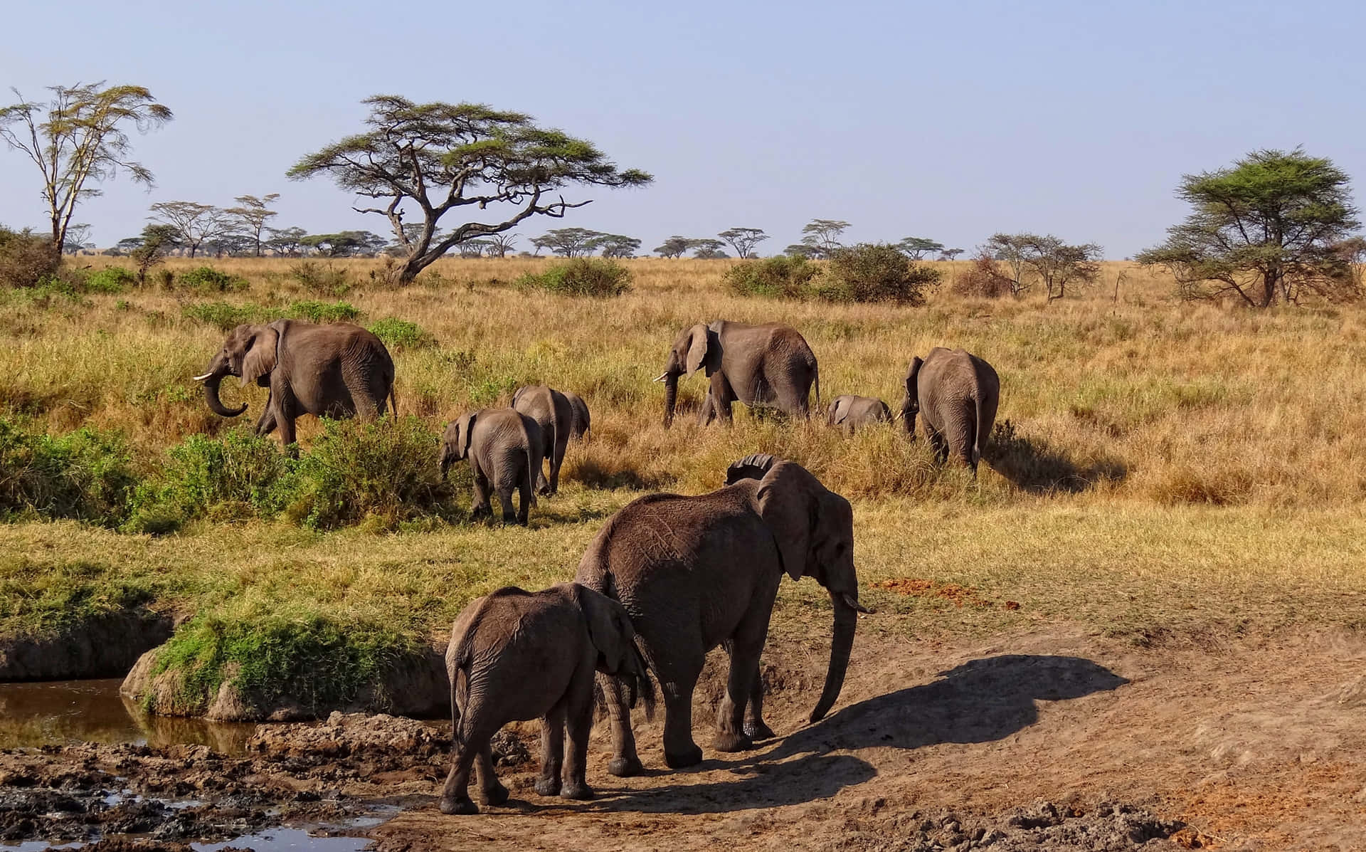 African Wildlife in its Natural Habitat Wallpaper