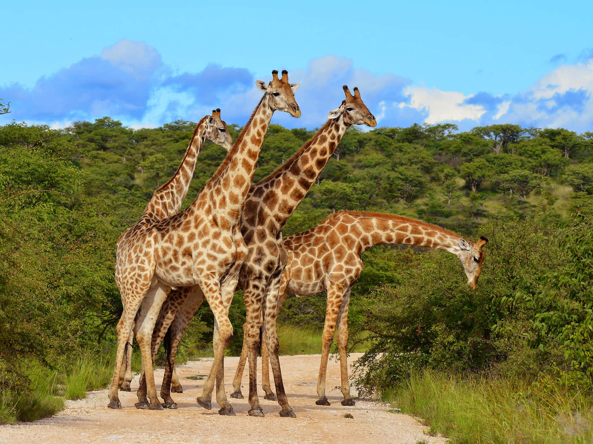The Majestic African Wildlife Wallpaper