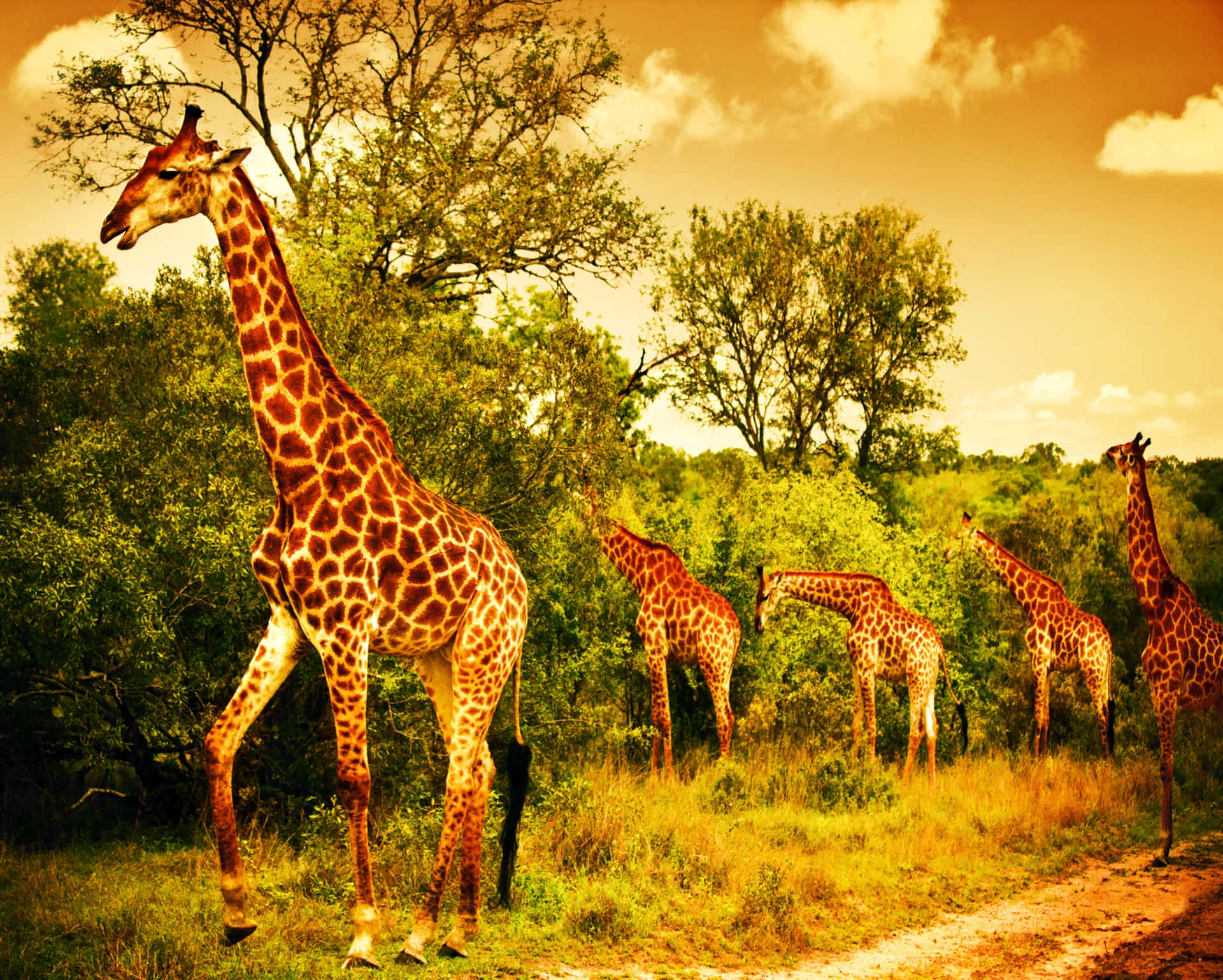 Witness the magnificence of African wildlife in the savanna. Wallpaper