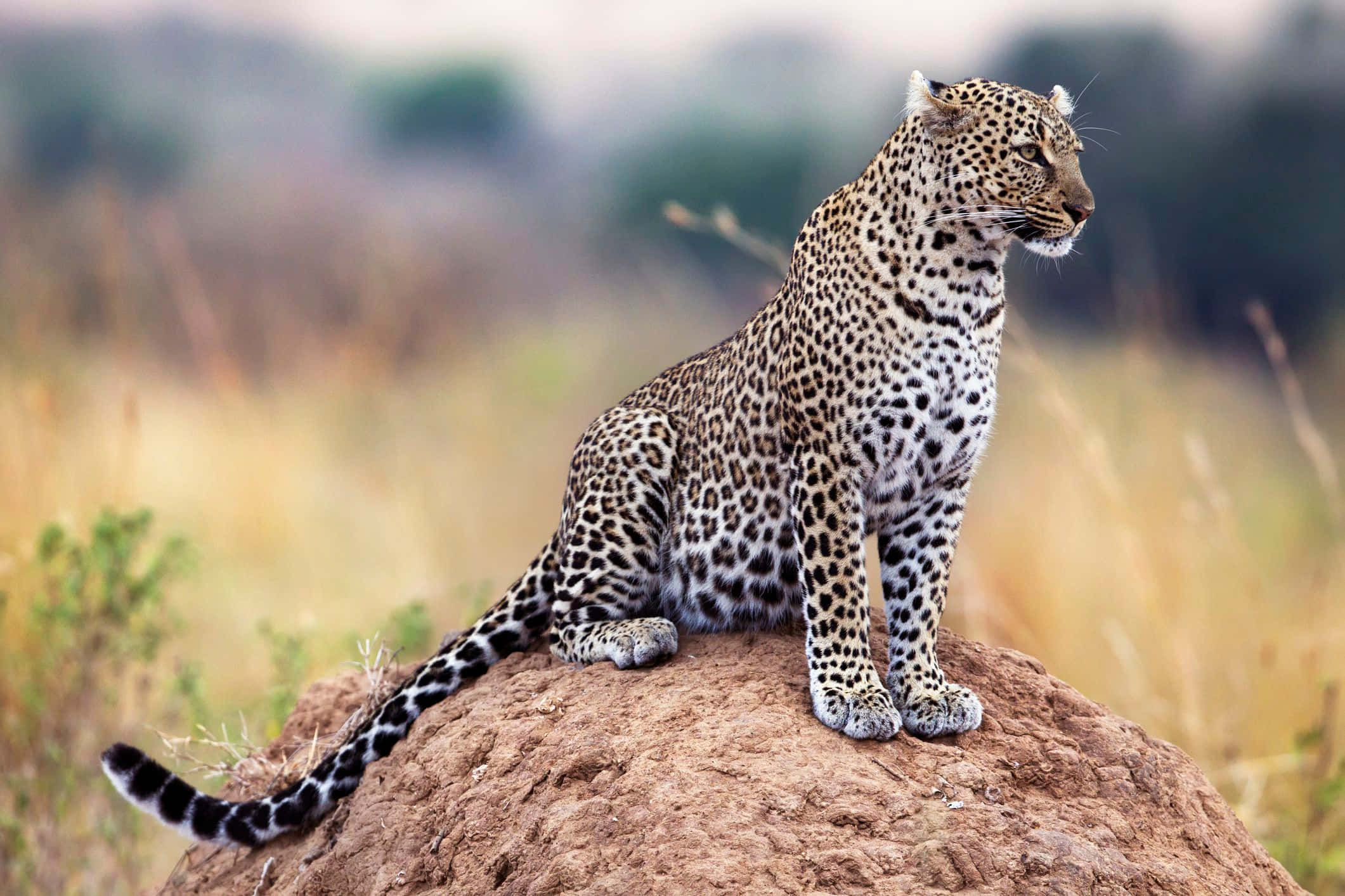 Take in the beauty of African Wildlife Wallpaper