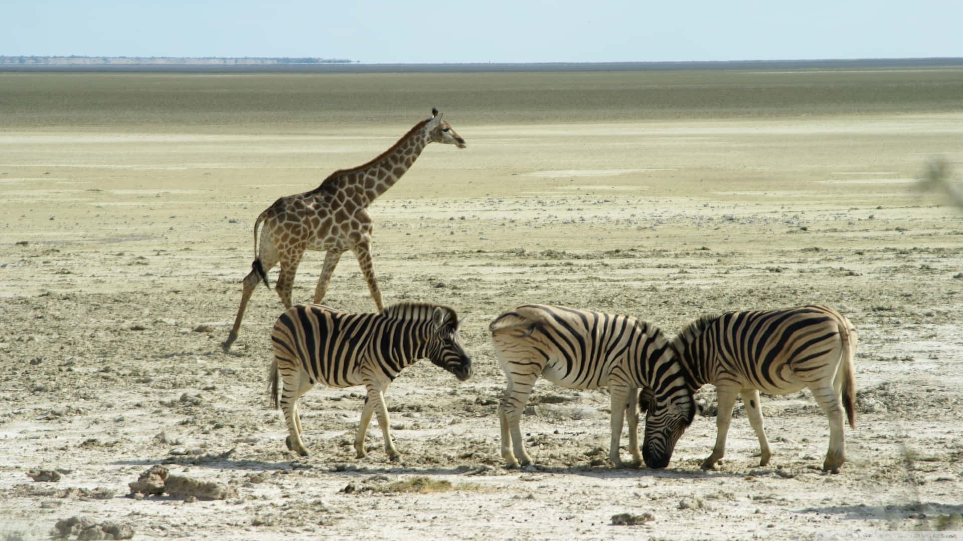 Get up close and personal with African wildlife Wallpaper