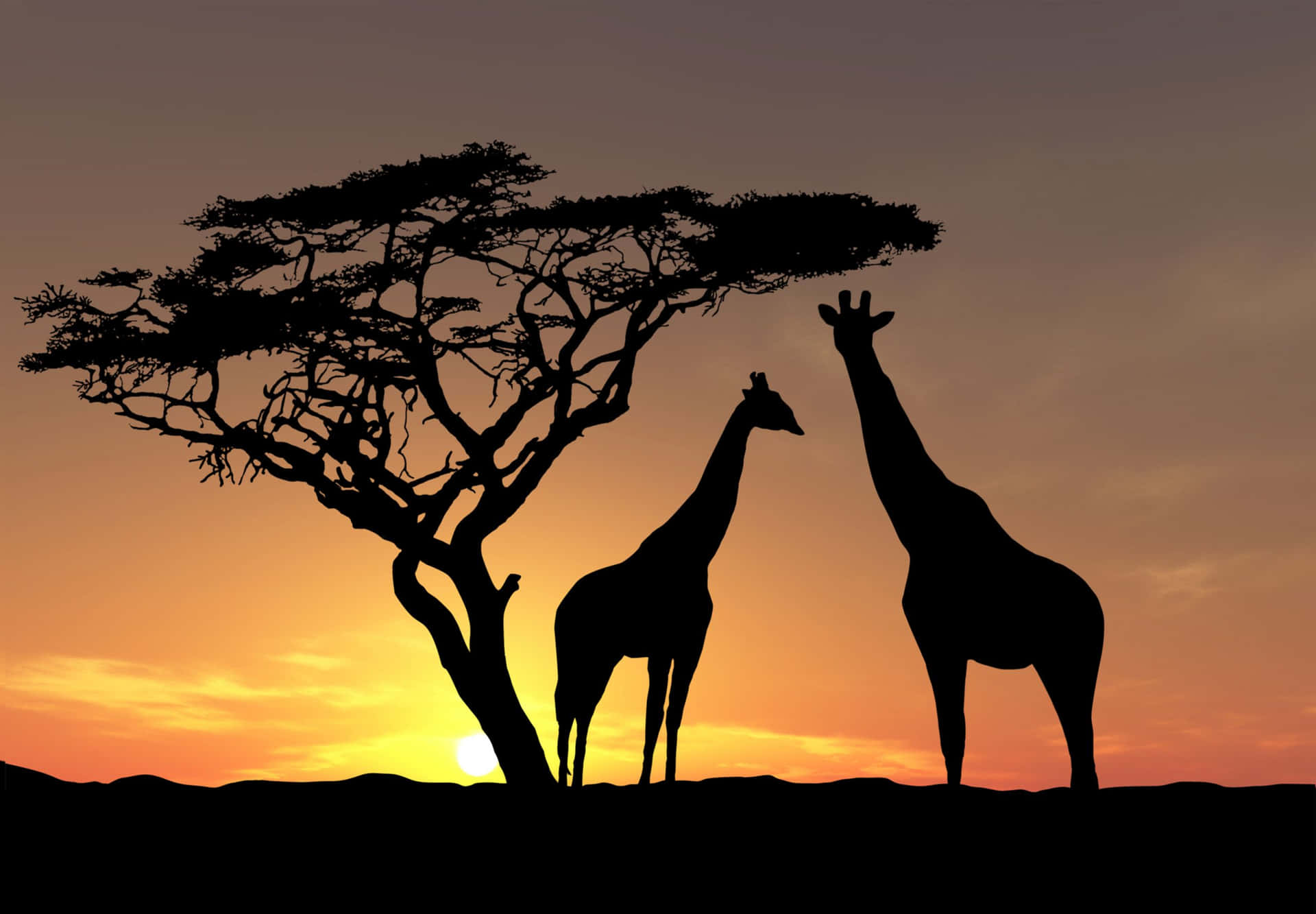 Caption: "A vibrant display of African wildlife at sunset" Wallpaper