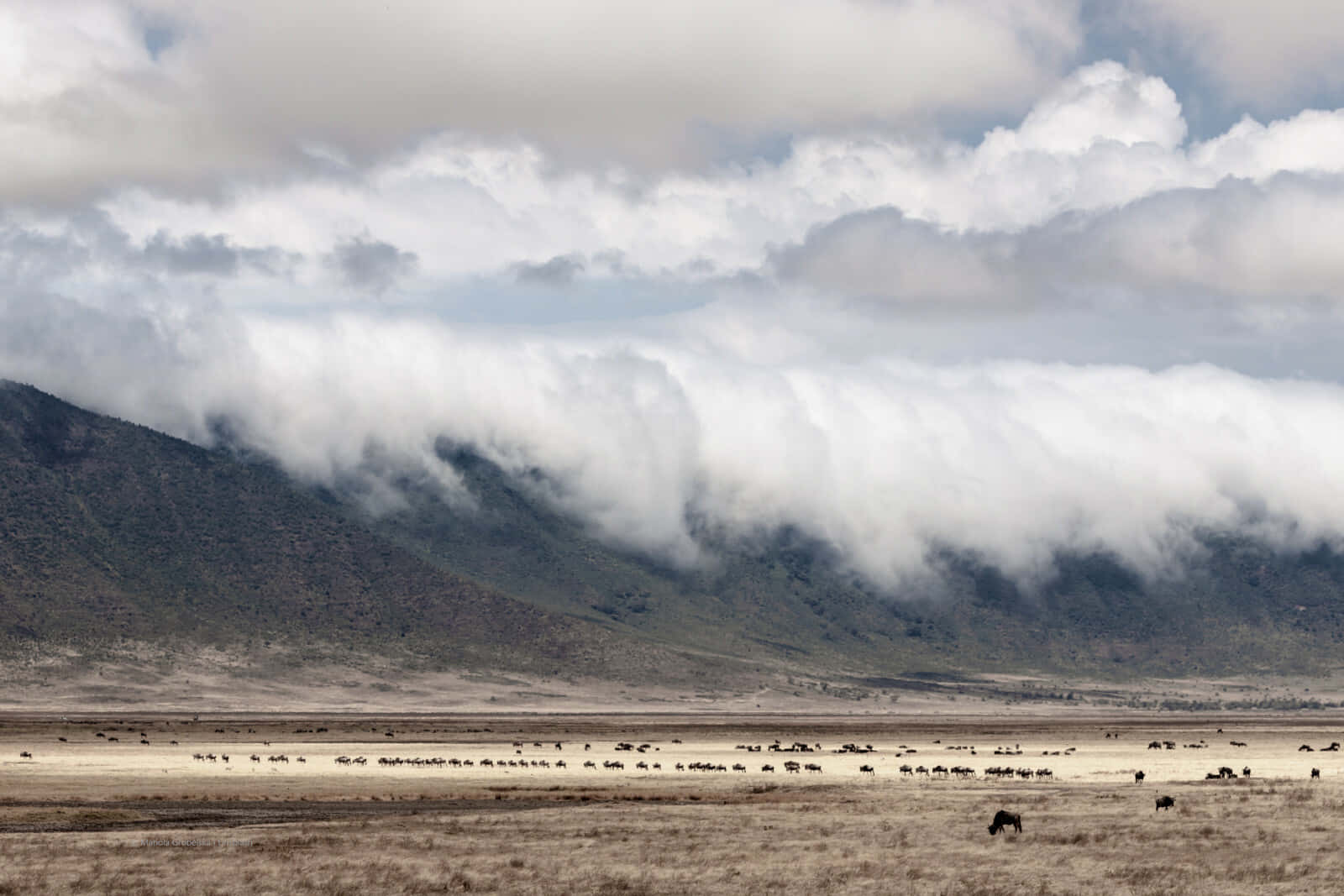 Afrikanischetierwelt Im Nördlichen Tansanischen Ngorongoro-krater Wallpaper