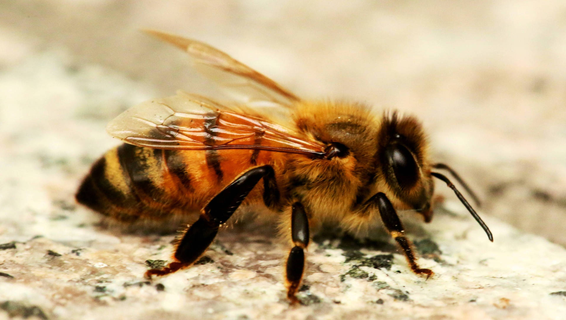 Africanized Bee On Rough Surface Wallpaper