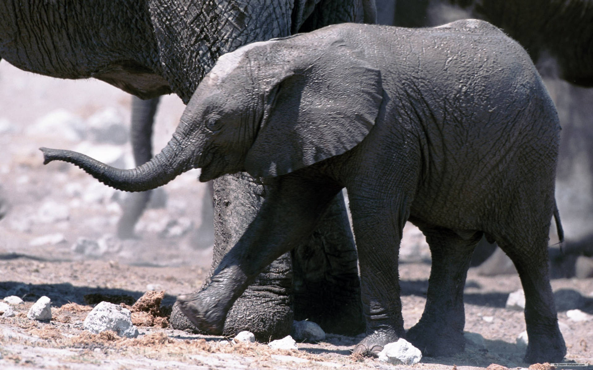 Afrikansk Baby Elefant Wallpaper