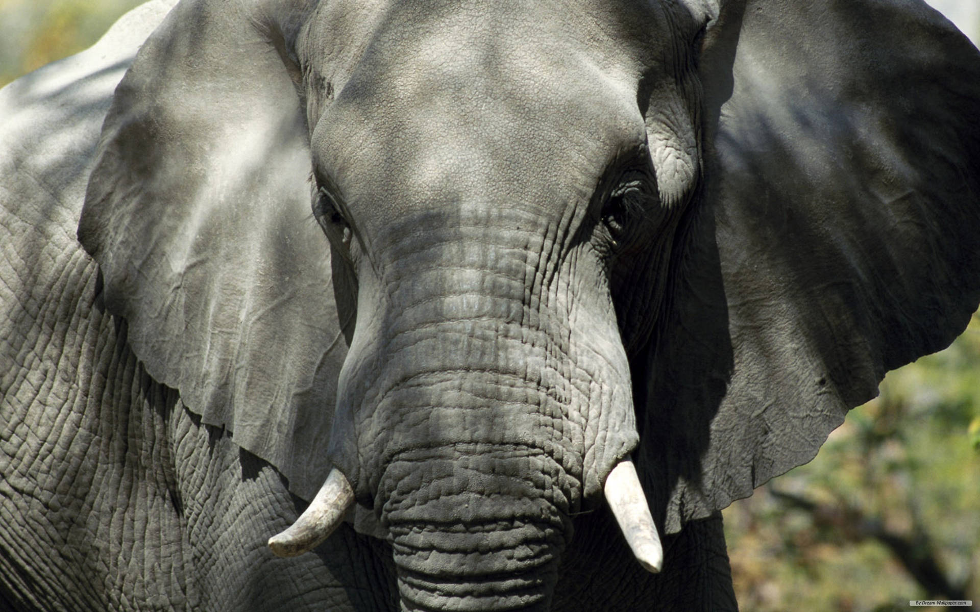 Afrikansk Bush Elefant Nærbillede Wallpaper