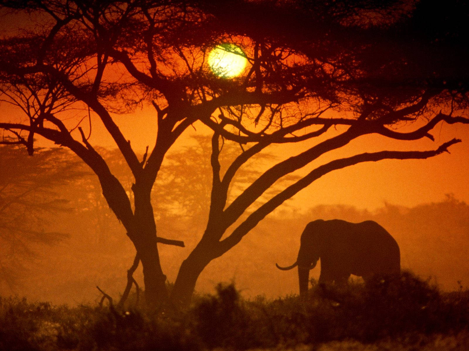 Afrikansk Elefant Silhuet Ved Solnedgang Wallpaper