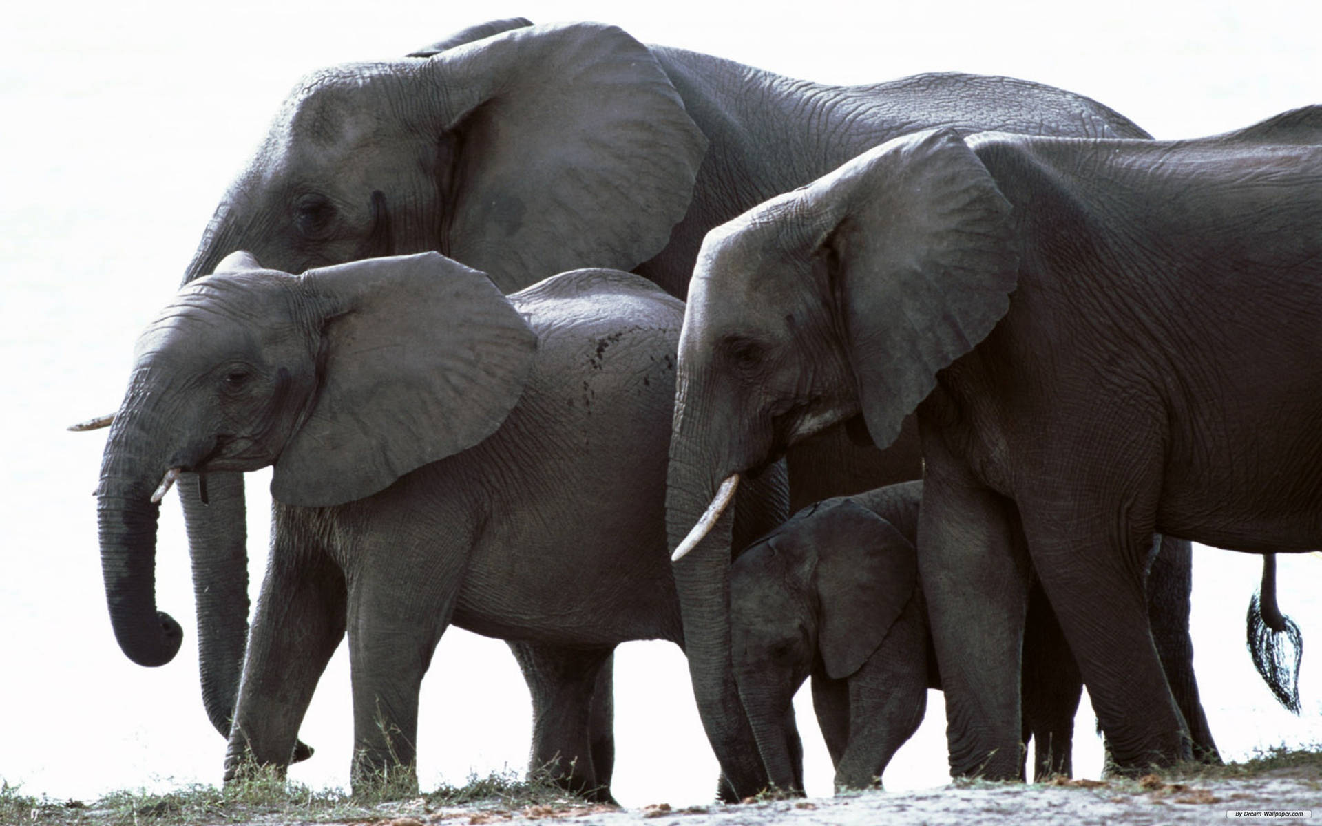 Afrikansk Elefantfamilie Wallpaper