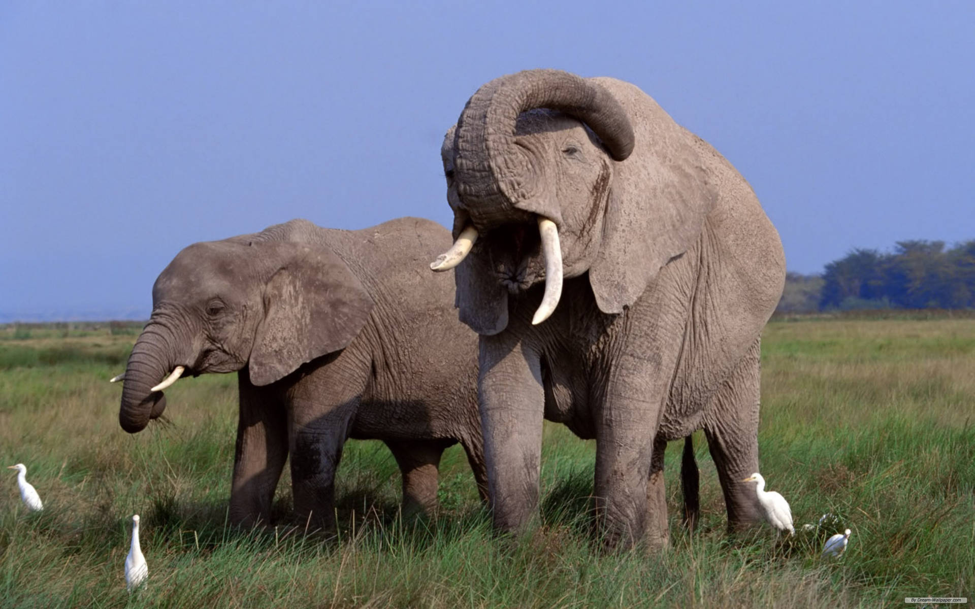 Afrikanske Elefanter I Løbet Af Dagen Wallpaper
