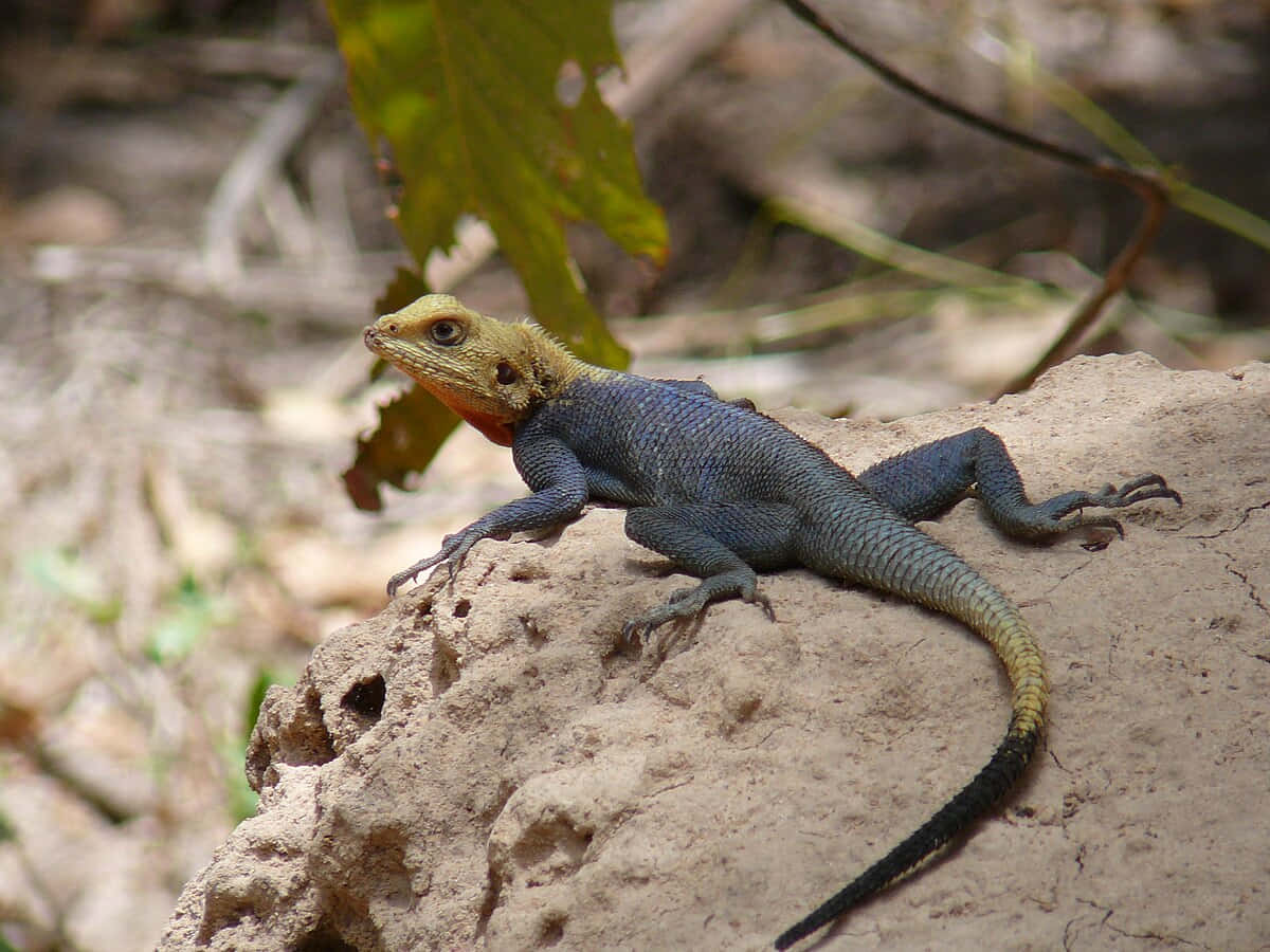 Agama_ Lizard_ På_ Stein.jpg Bakgrunnsbildet