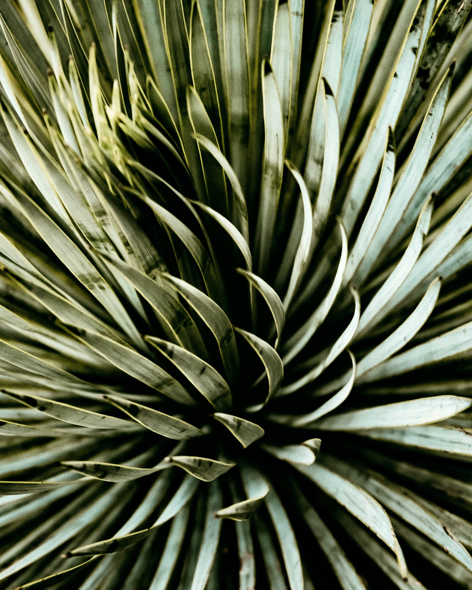 Agave Plant Æstetisk Wallpaper