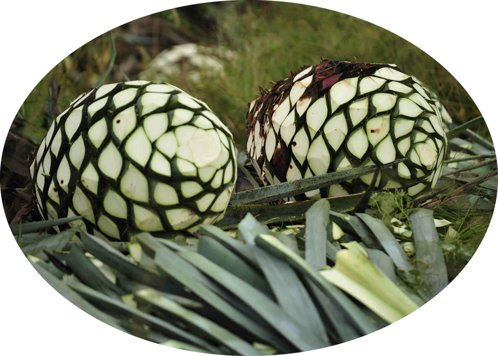 Agave Plant Seed Pods PNG