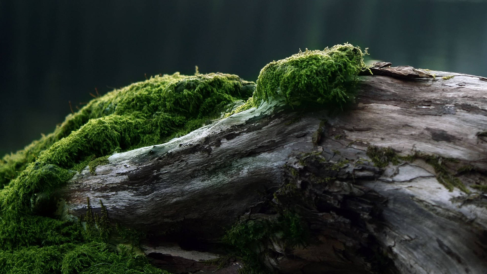 Aged Wood With Moss