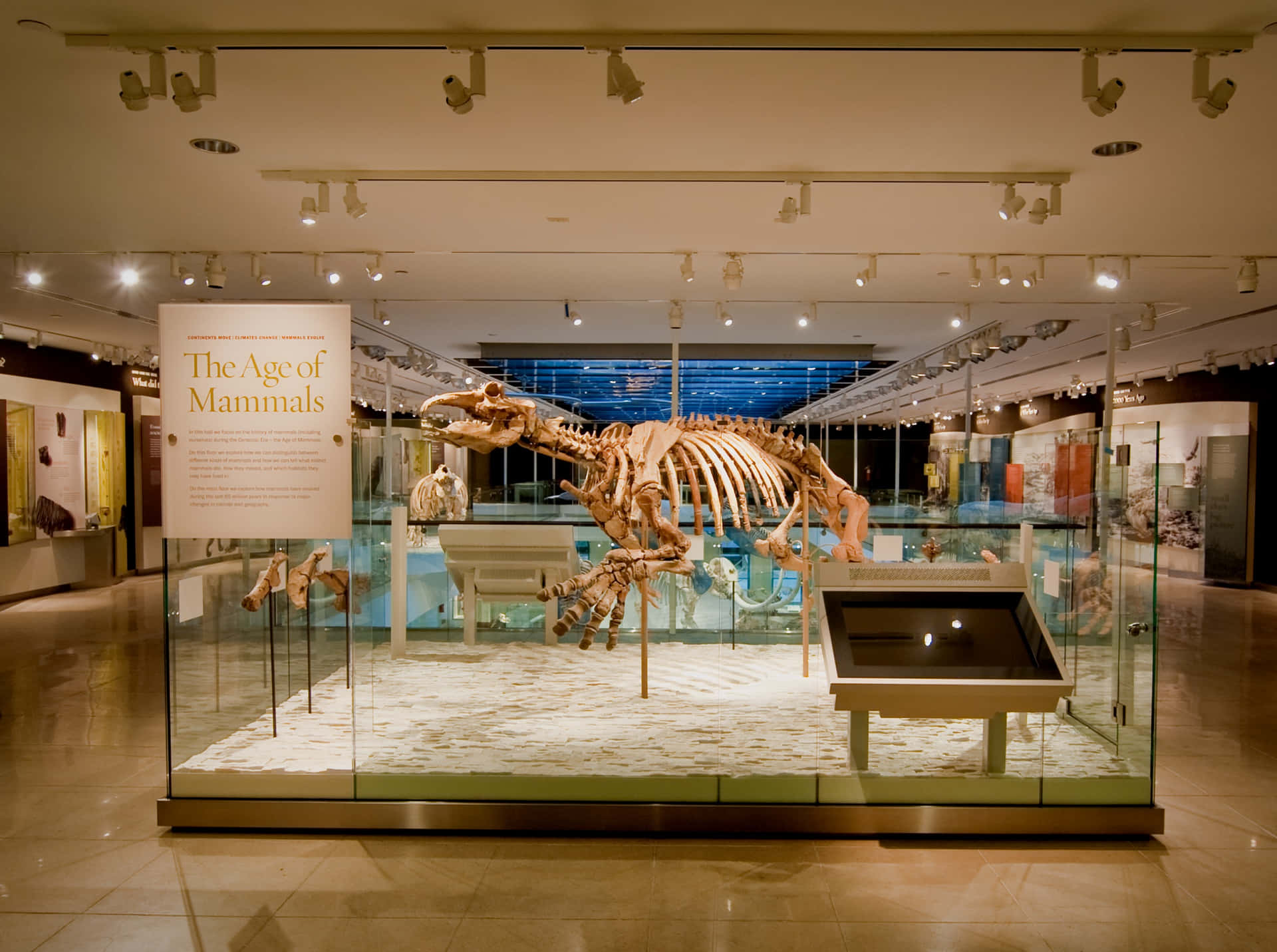 Tijdperk Van Zoogdieren Tentoonstelling Natuurhistorisch Museum L A Achtergrond