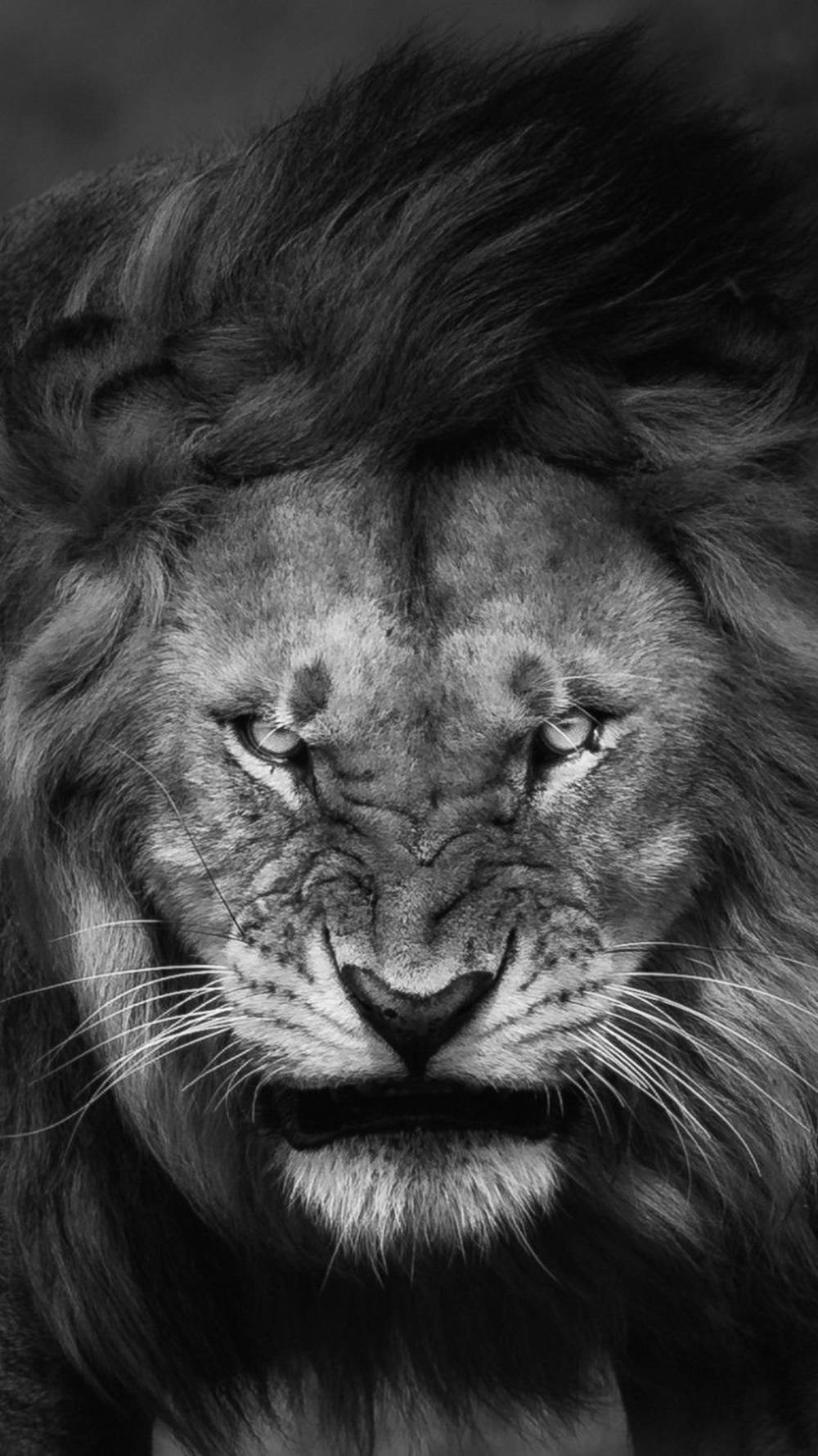 Aggresive Face Lion Iphone Wallpaper