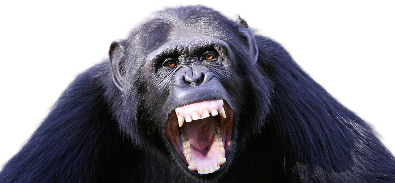 Aggressive Chimpanzee Display PNG