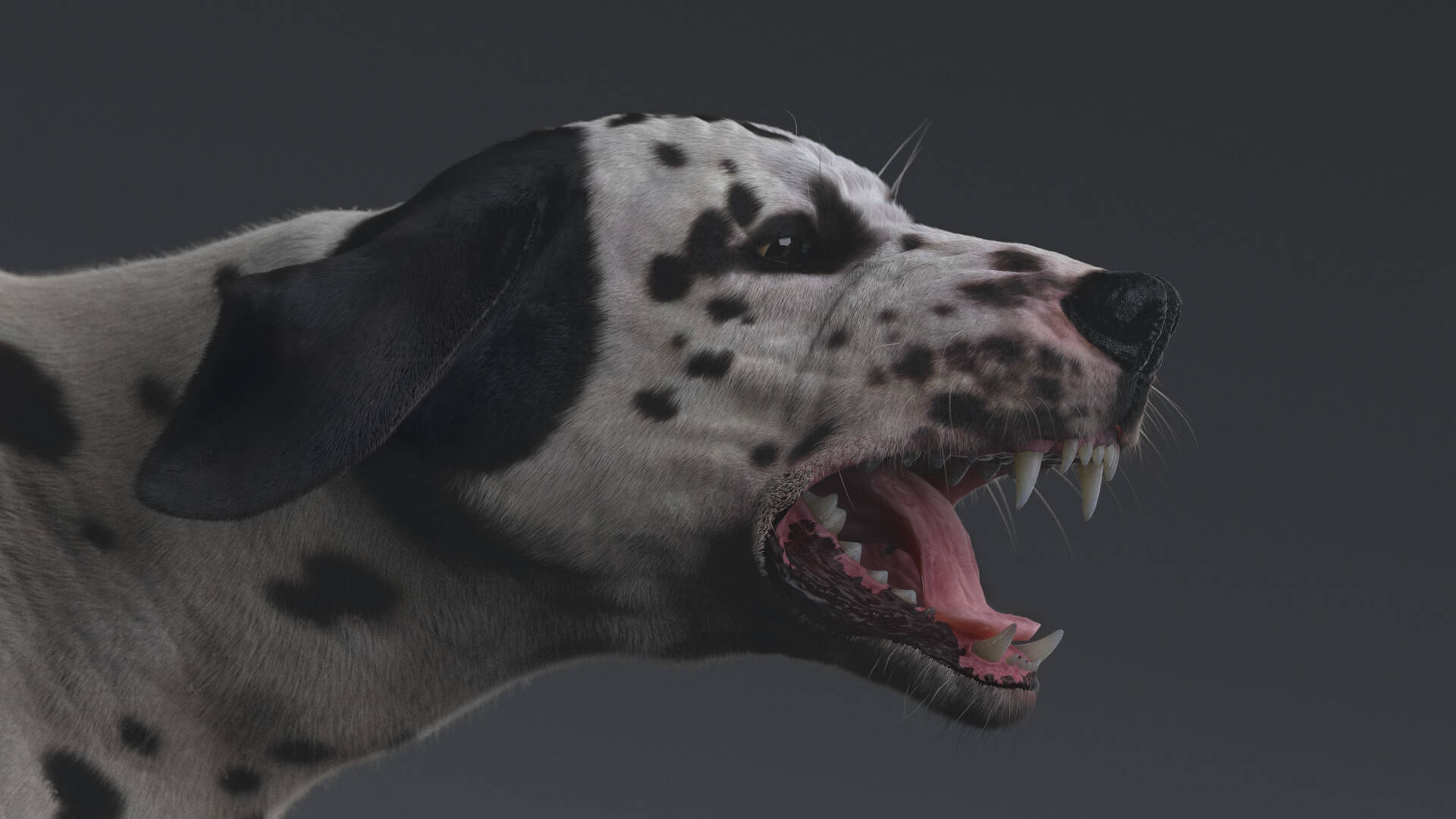 Aggressive Dalmatian Dog