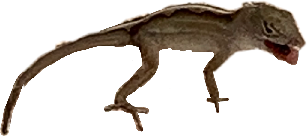 Aggressive Gecko Isolated PNG