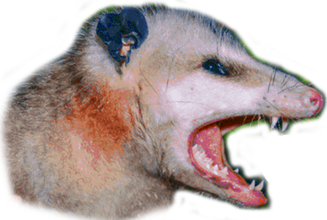 Aggressive Possum Open Mouth PNG