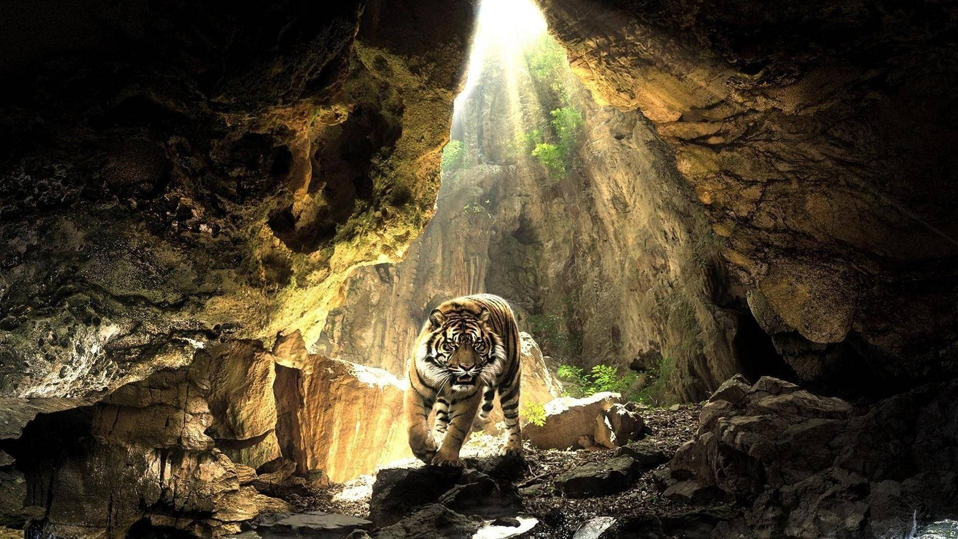 Fierce Tiger Roaring in the Cave Wallpaper