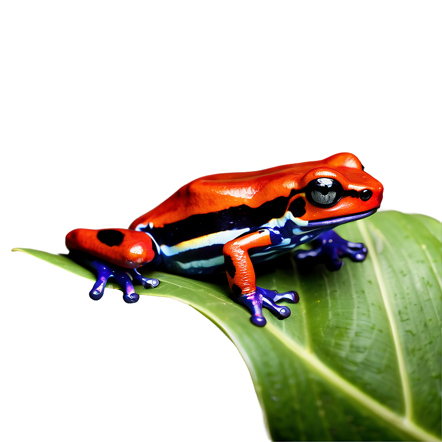 Agile Poison Dart Frog Png 06132024 PNG