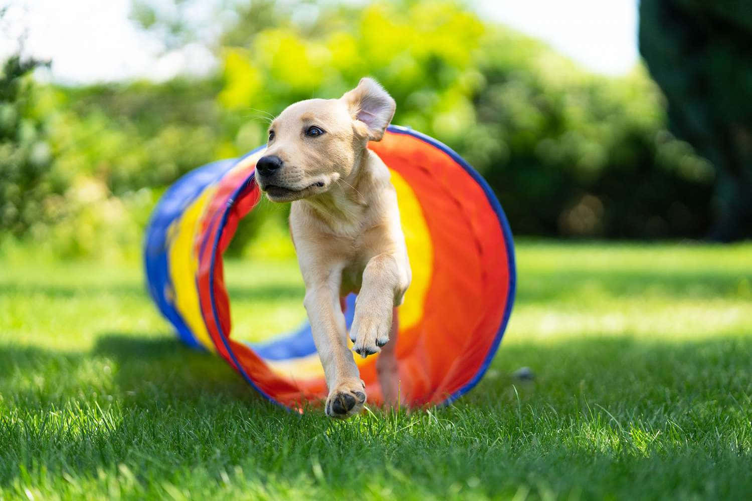 Agile Sports Dog In Action Wallpaper