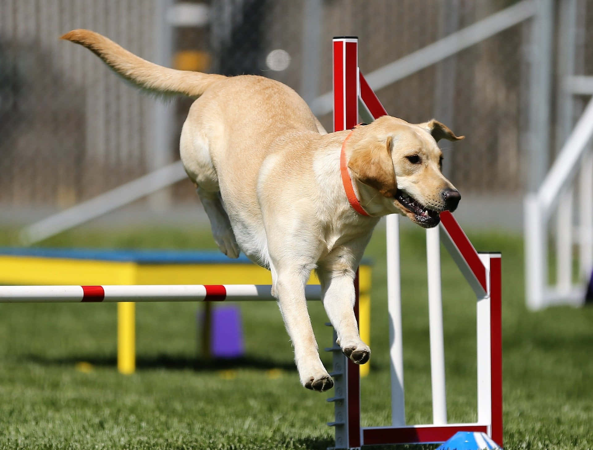 "agile Sports Dog Leaping For A Catch" Wallpaper