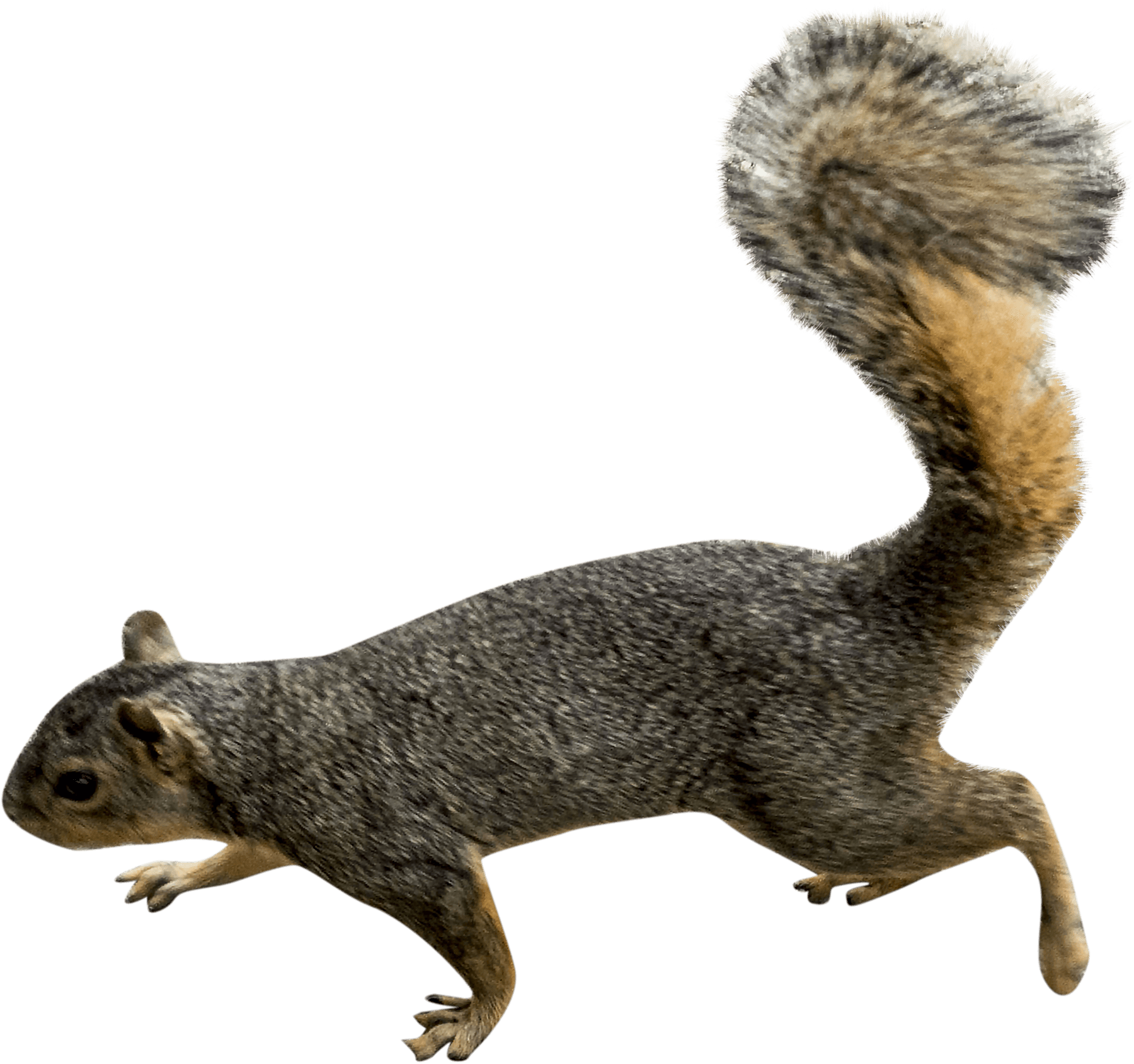 Agile Squirrelin Motion PNG